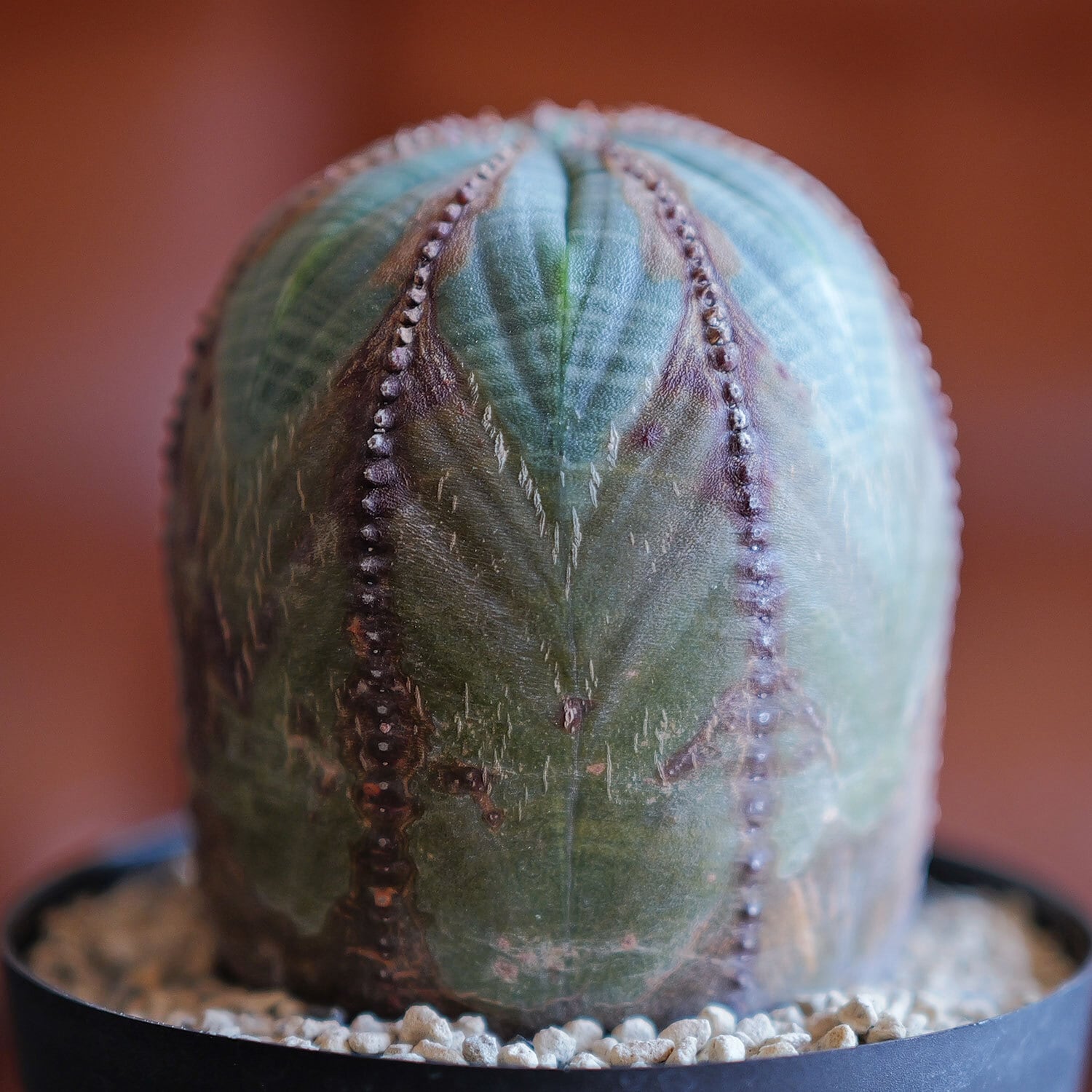 オベサ　激ヤバ木質化　白質　小型　コレクション株 木質化オベサ | STORES