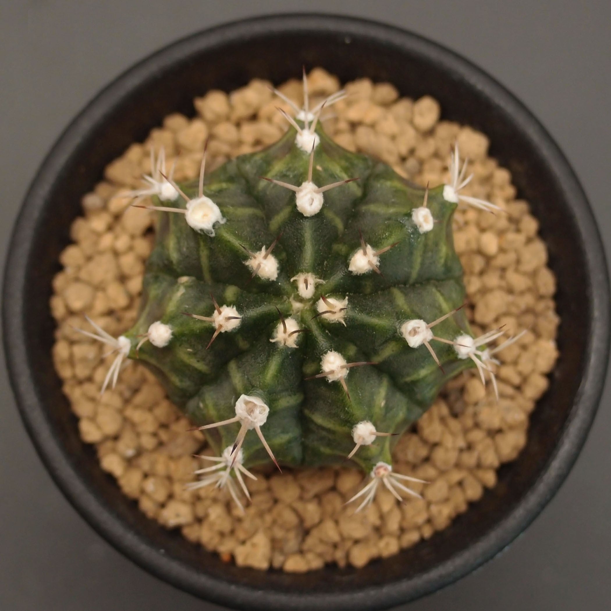 サボテン　フェロカクタス　天城 天城(あまぎ)：フェロカクタス属 (B01) | 万緑 BAN RYOKU