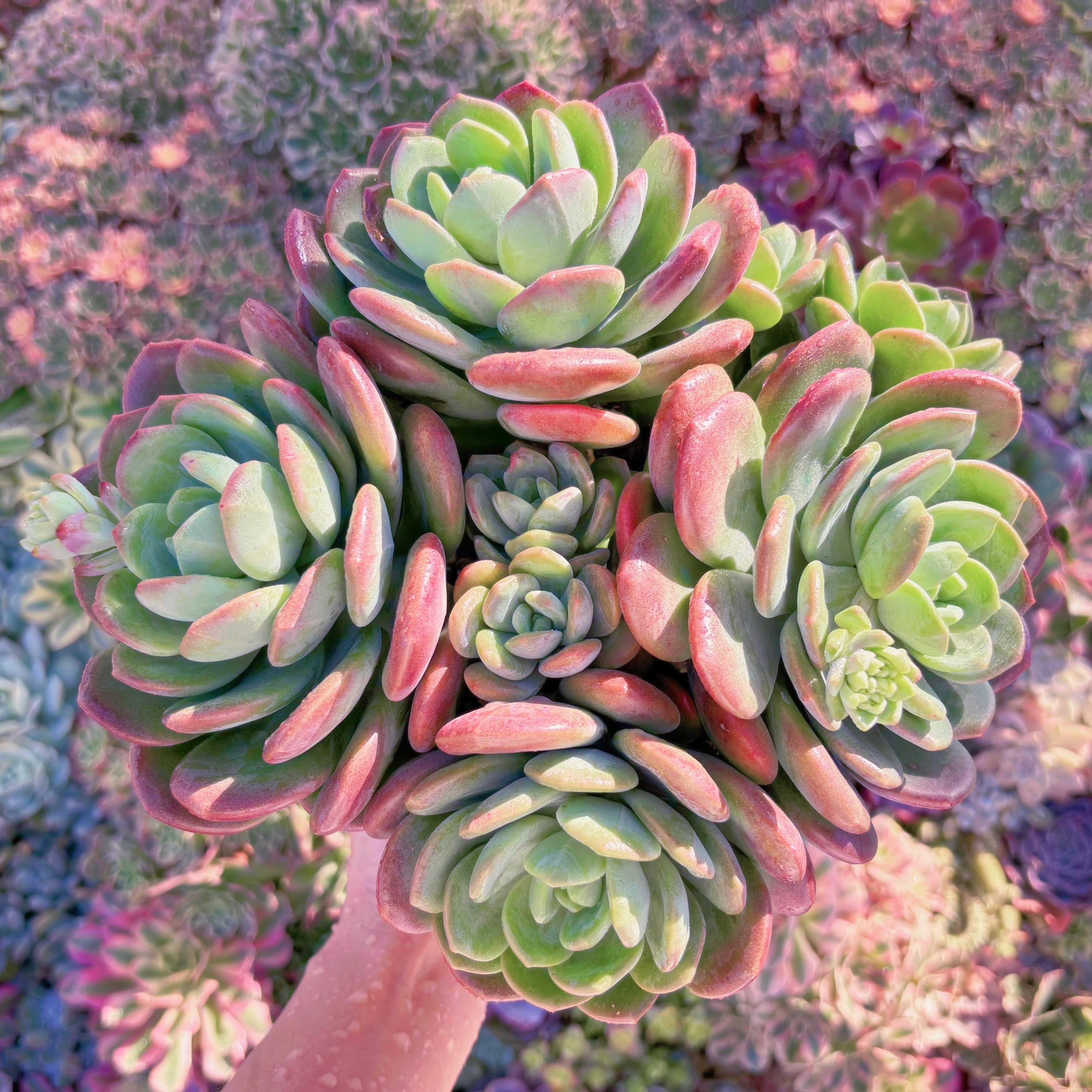 現品　ラサノカール#M240　特大群生　新入荷　るる農園