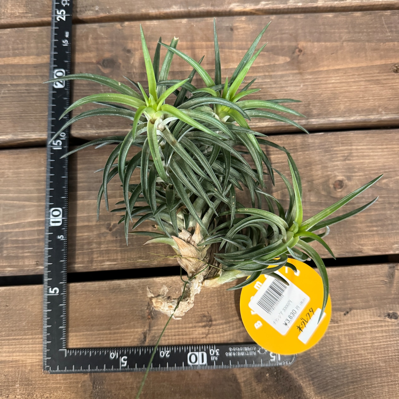 チランジア ネグレクタ【587】