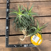 チランジア ネグレクタ【587】