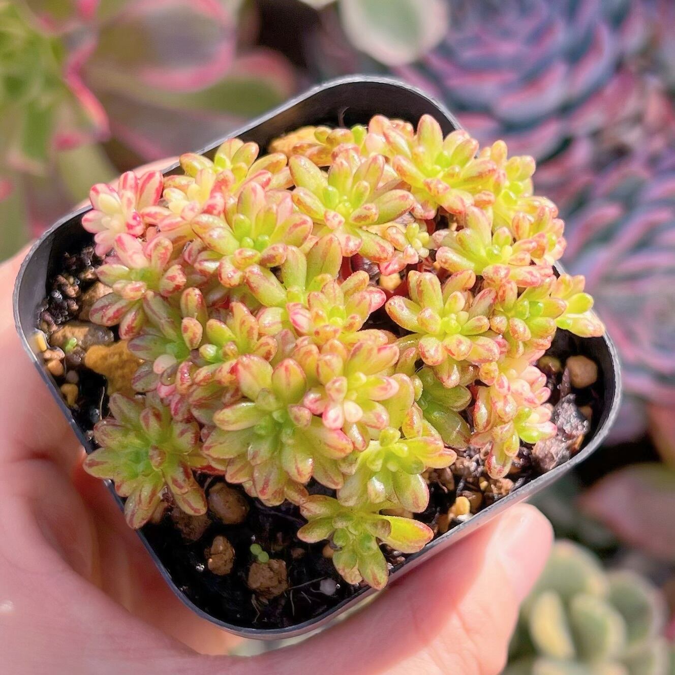 現品　小人祭り錦#205    群生   るる農園