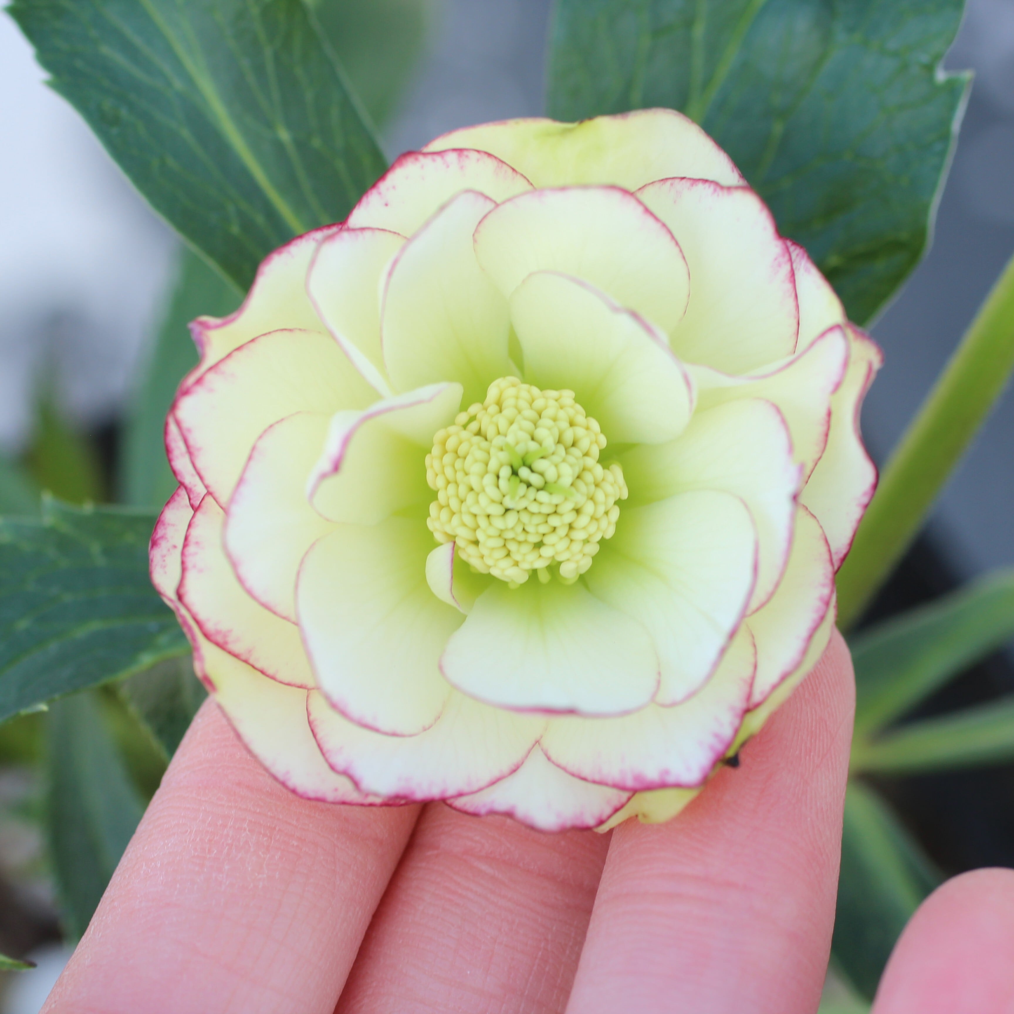 クリスマスローズ　株分け苗　元親株　ハッピーホッピーピコティ　４号 クリスマスローズ 株分け苗 元親株 ハッピーホッピーピコティ 4号