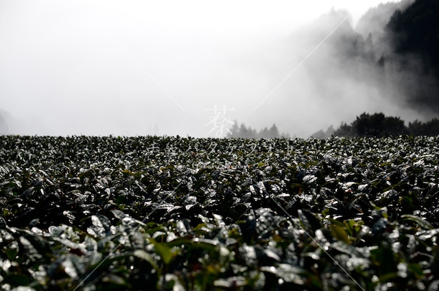 358 明ける冬の茶畑