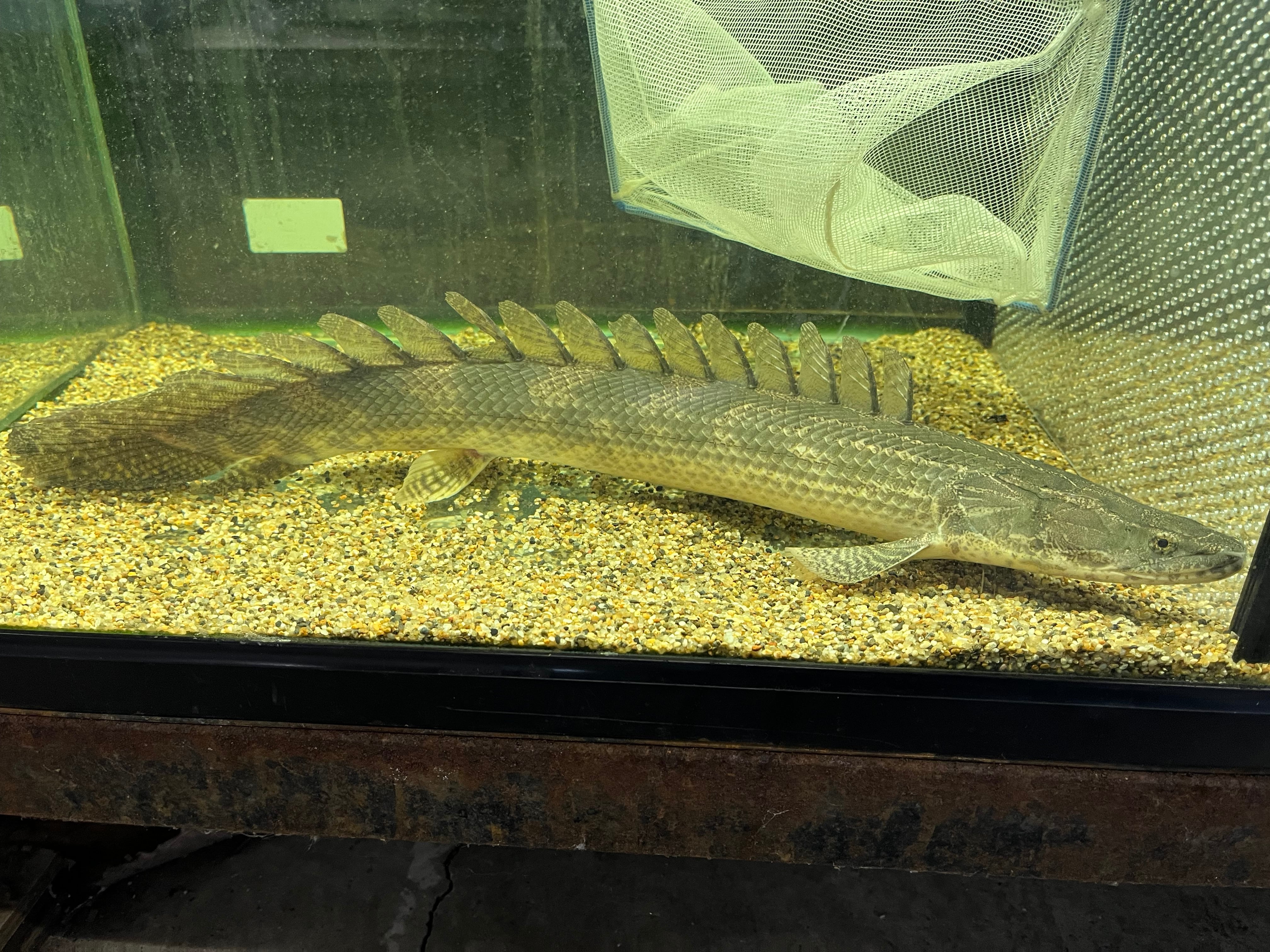 ギニア直輸入便WILDサンカラニ川産ポリプテルスビキールラプラディ