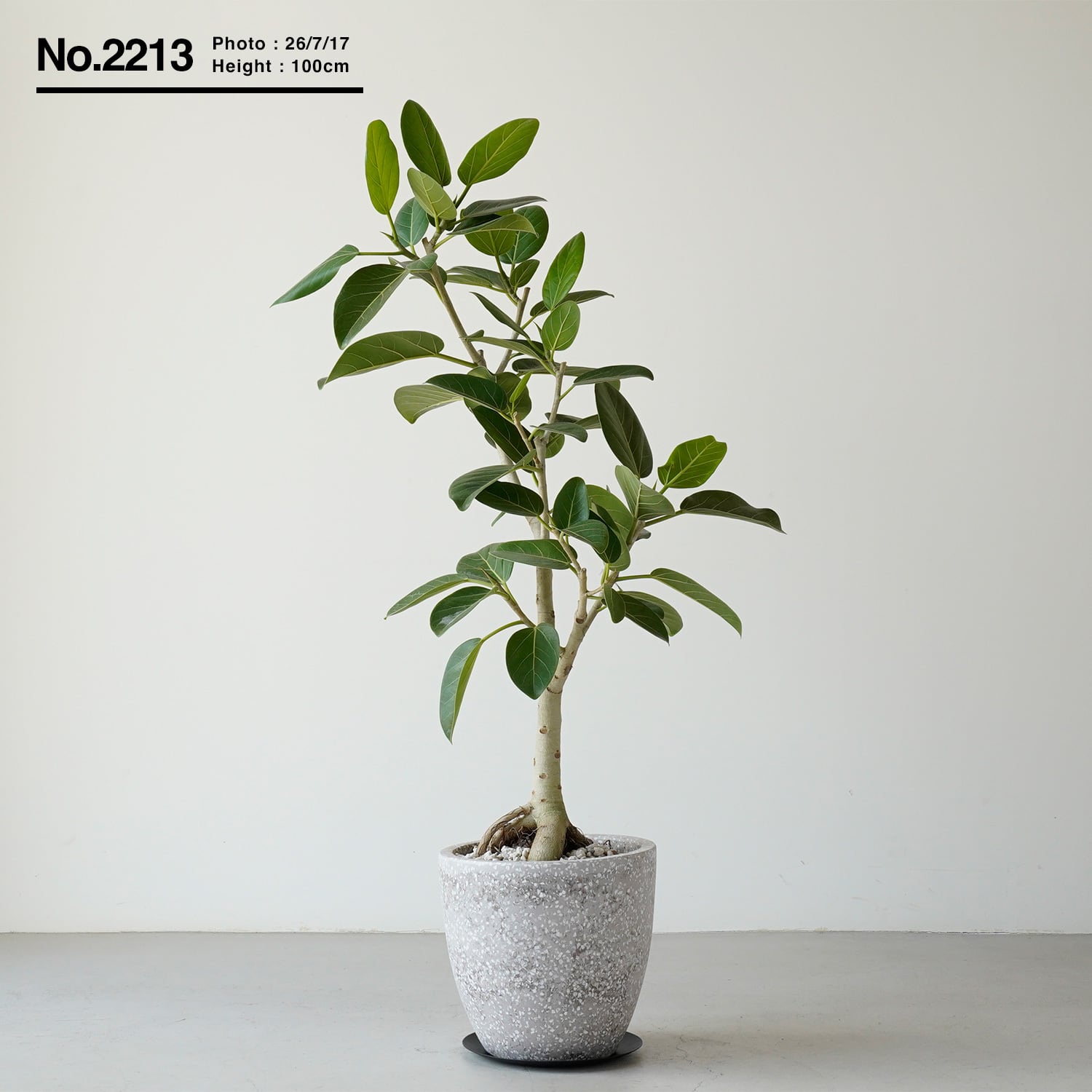 観葉植物 フィカス ベンガレンシス フィカス ベンガレンシス | AYANAS（アヤナス）｜観葉植物のセレクト
