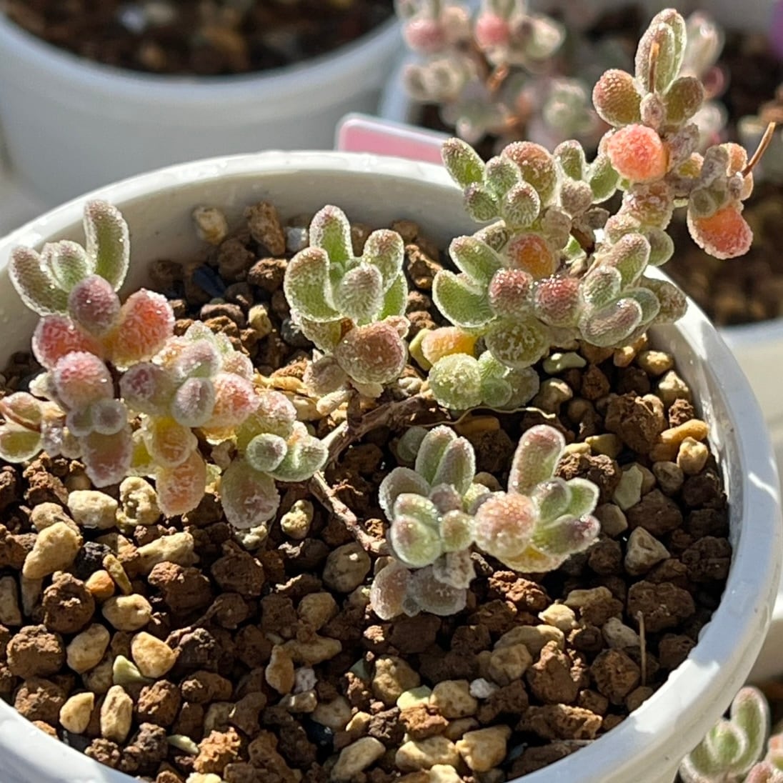 ハオルチア エメラルドLED錦×氷灯錦 実生 | mocono_plants