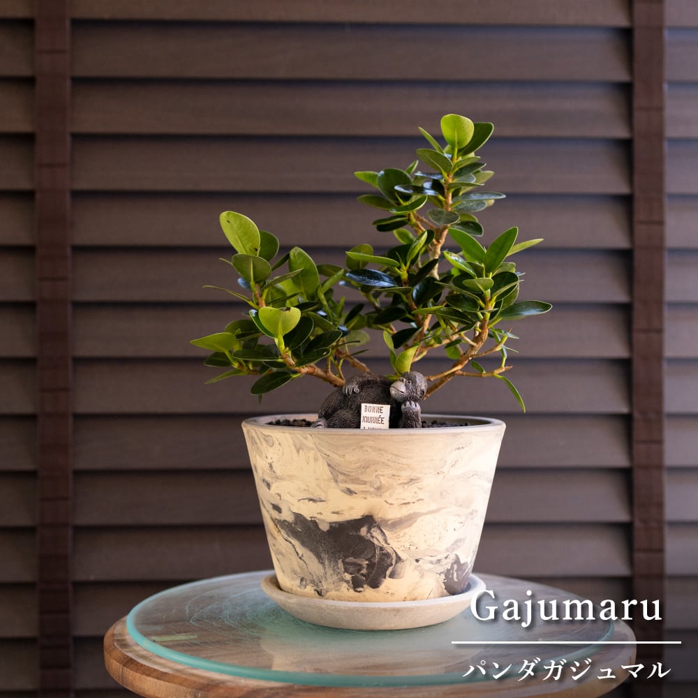 パンダガジュマル 5号 信楽焼 陶器鉢 ピック付 観葉植物 ガジュマルの木 ガジュマル 0322GY