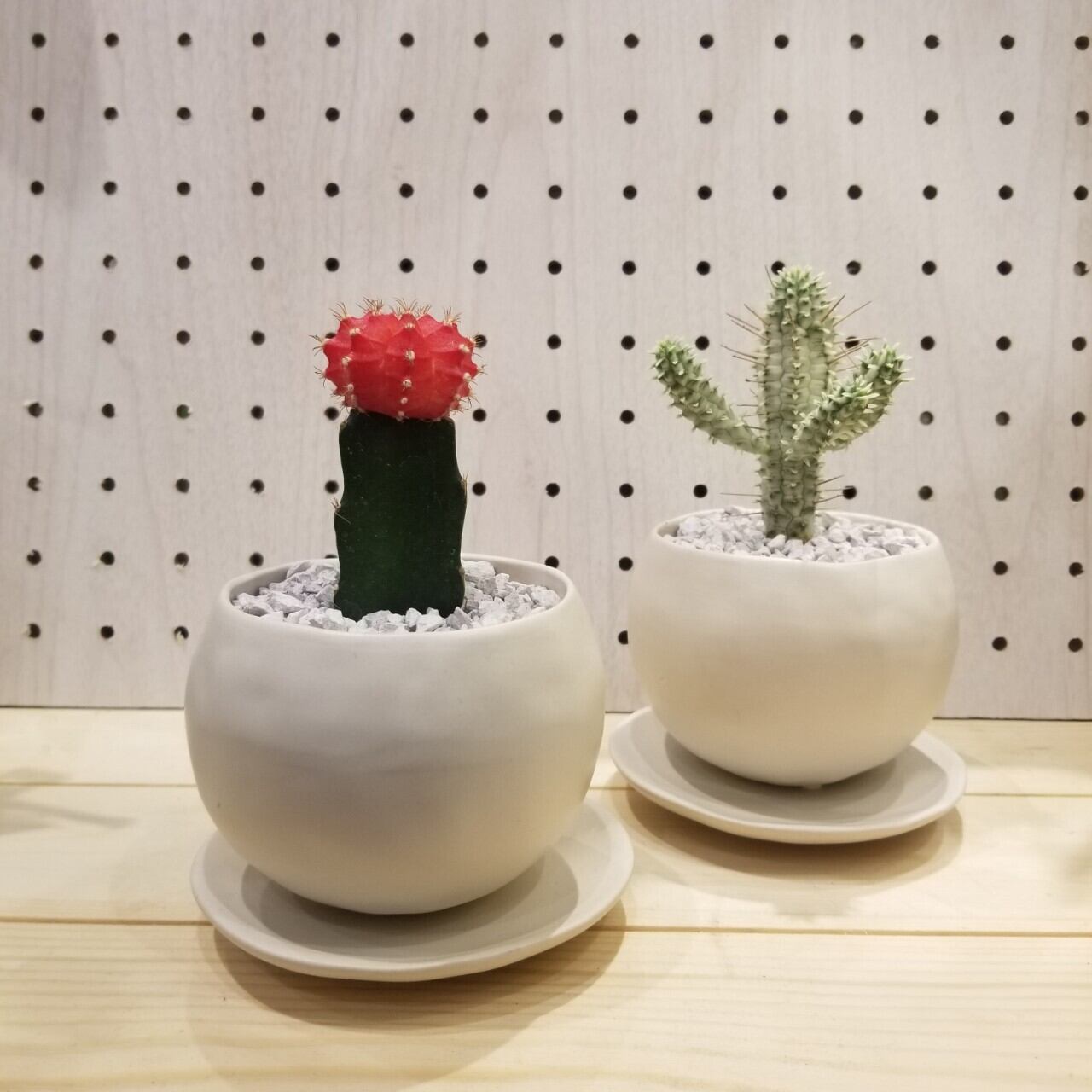 ヒボタン 紅 サボテン 緋牡丹 観葉植物 開店祝い 新築祝い 引越し祝い お祝い 自宅用 フラワーギフト専門店 Conoka Online Shop お花や観葉植物で記念日を彩る