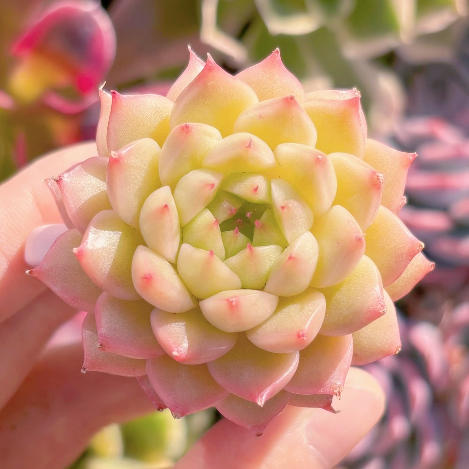 多肉植物　松の実　新入荷　るる農園