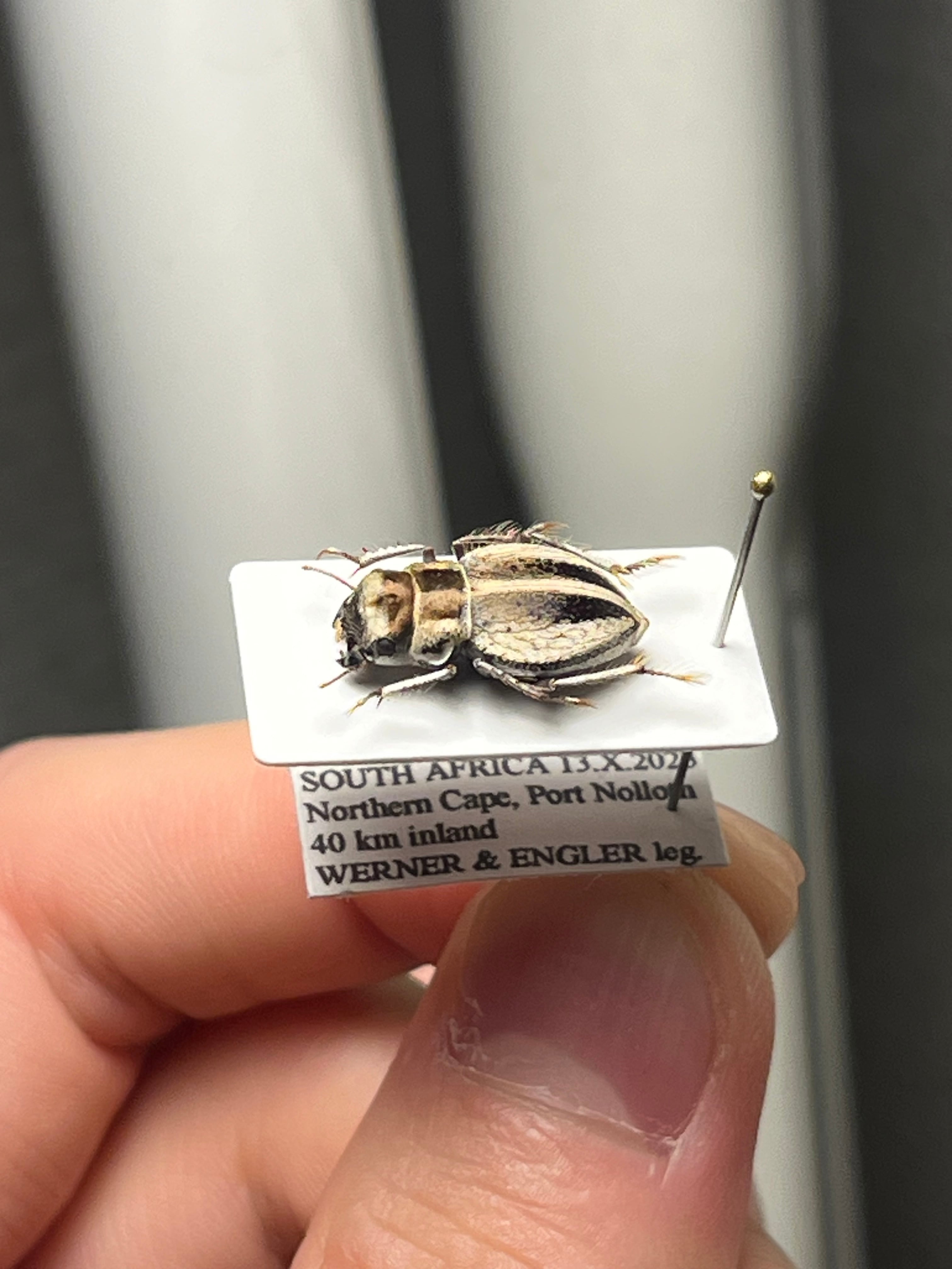 ペルー産　大型ゾウムシ オモニキチュウ