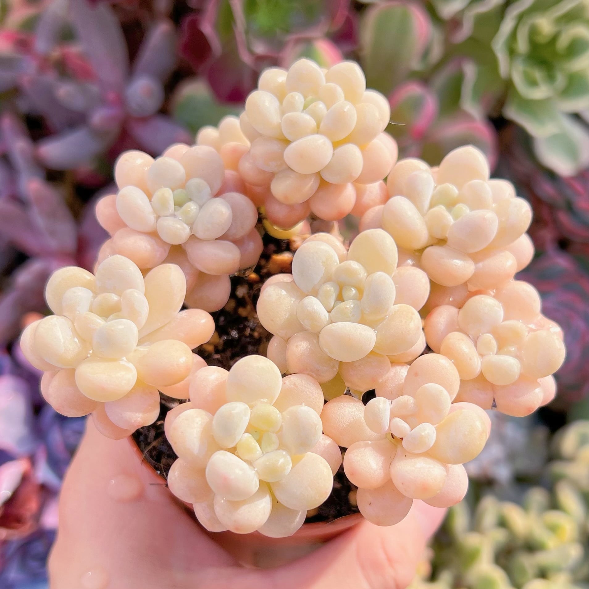 現品　丸葉ストロベリーミルク#A20    群生　るる農園