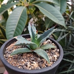 アガベ ユタエンシス ssp. ユタエンシス 3 Agave uthaensis ssp. uthaensis