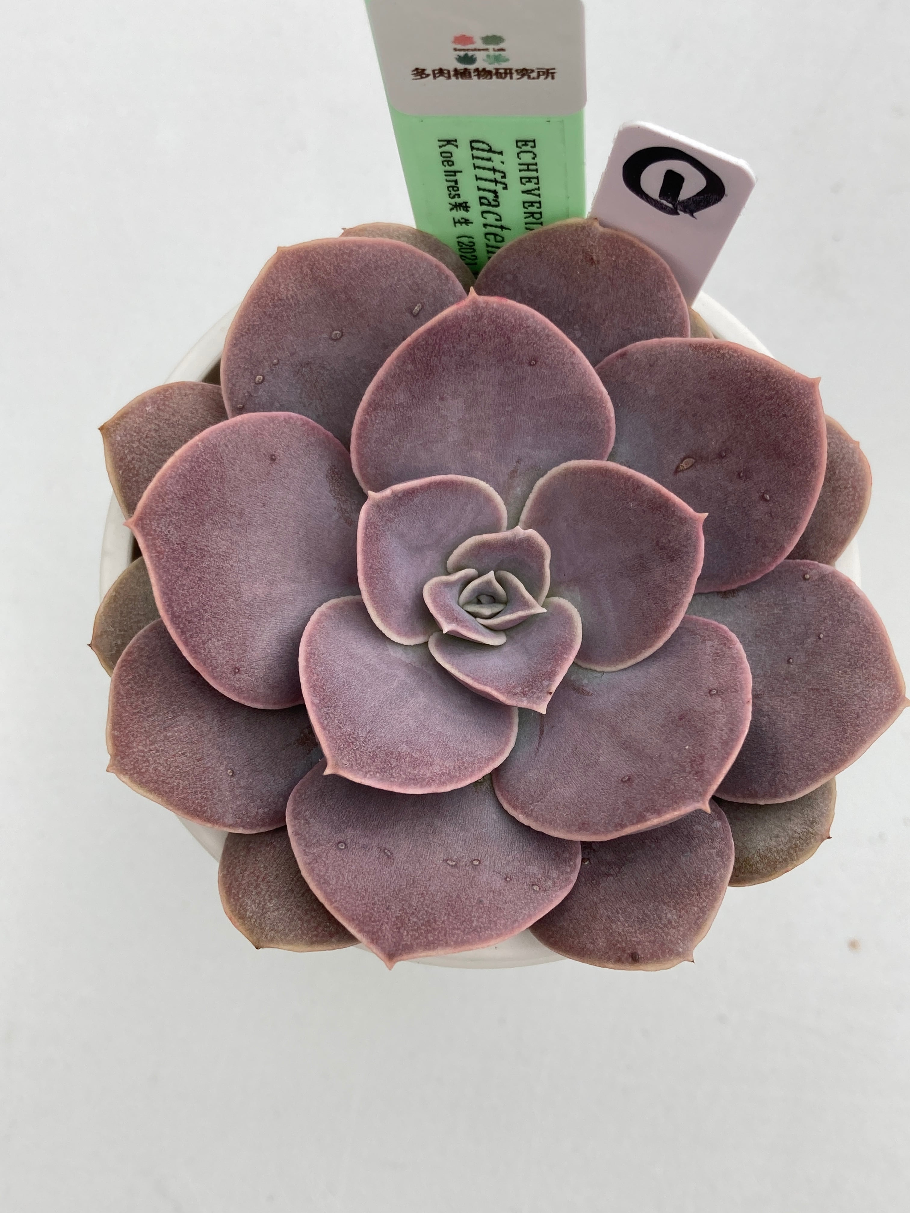 0257ae432226caed57e2b4d0ecacc8