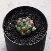 カット苗 ハオルチア 水晶オブツーサ Haworthia 'Suisho'
