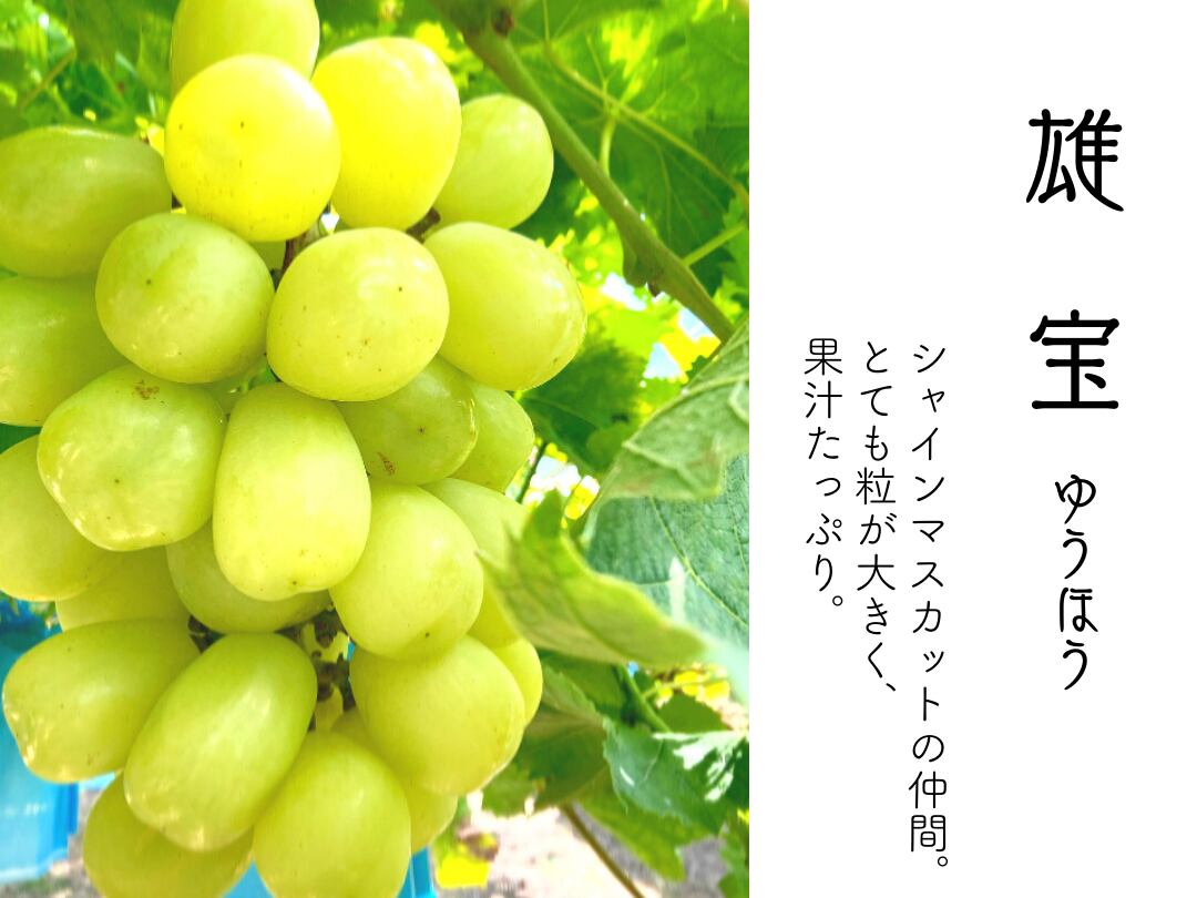 大迫力！】シャインマスカット越え！極大粒ぶどう 雄宝1房(850g