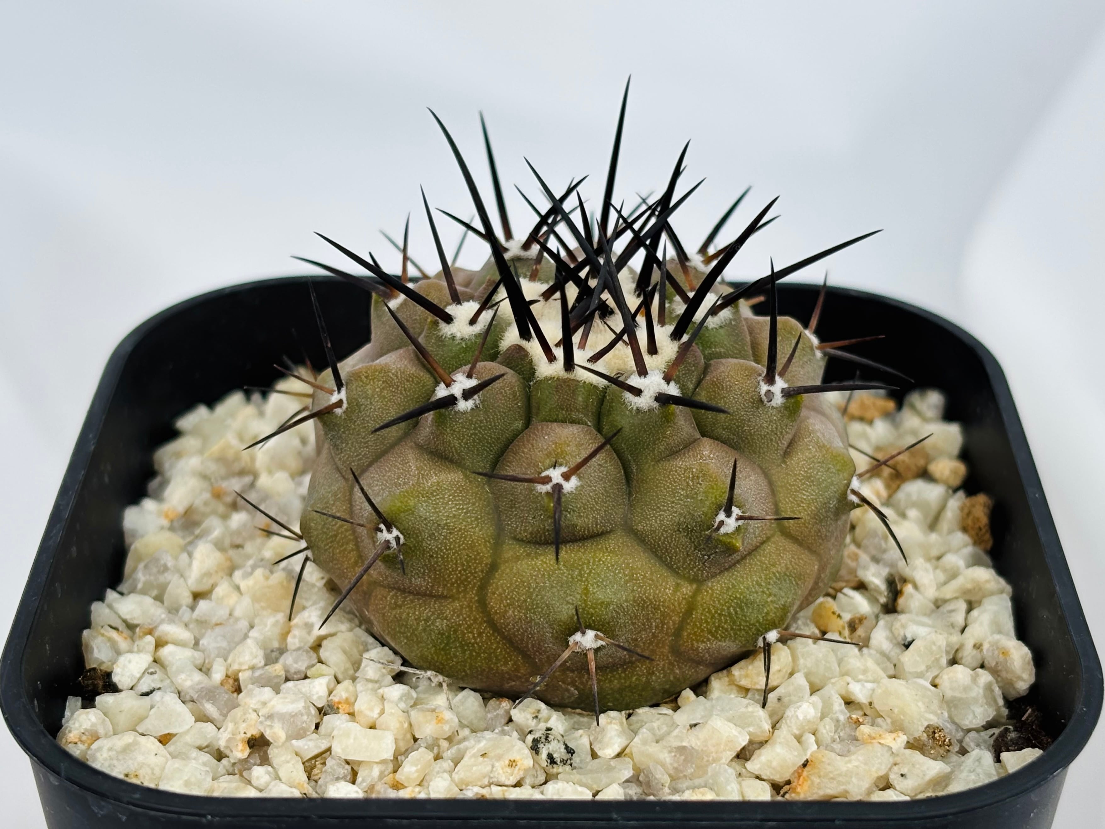 Copiapoa cinerea コピアポア シネレア 黒王丸 サボテン | plants MARU