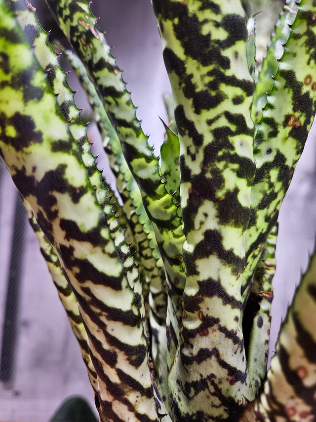 Aechmea. Orlandiana Rainbow × Snowflake【artPLANTs/PLANTS GARAGE】   オーランディアナ/Aechmea