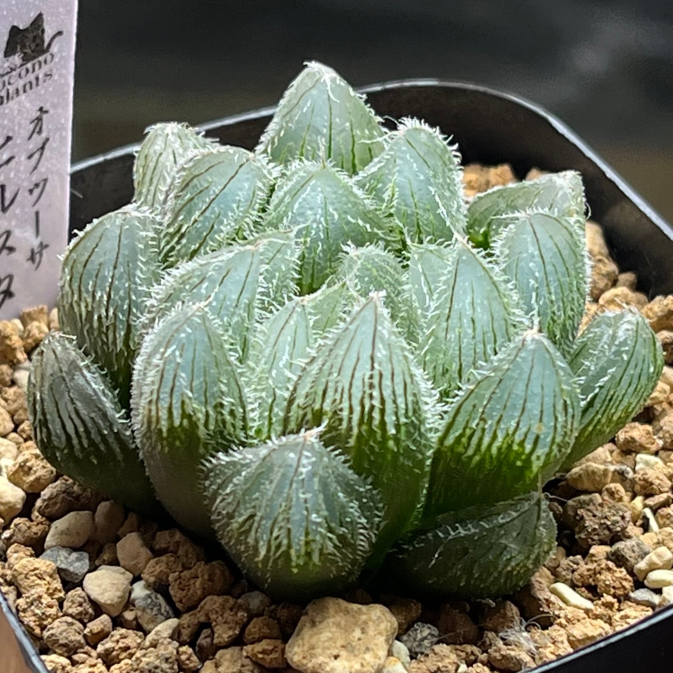 ベヌスタ系 | mocono_plants