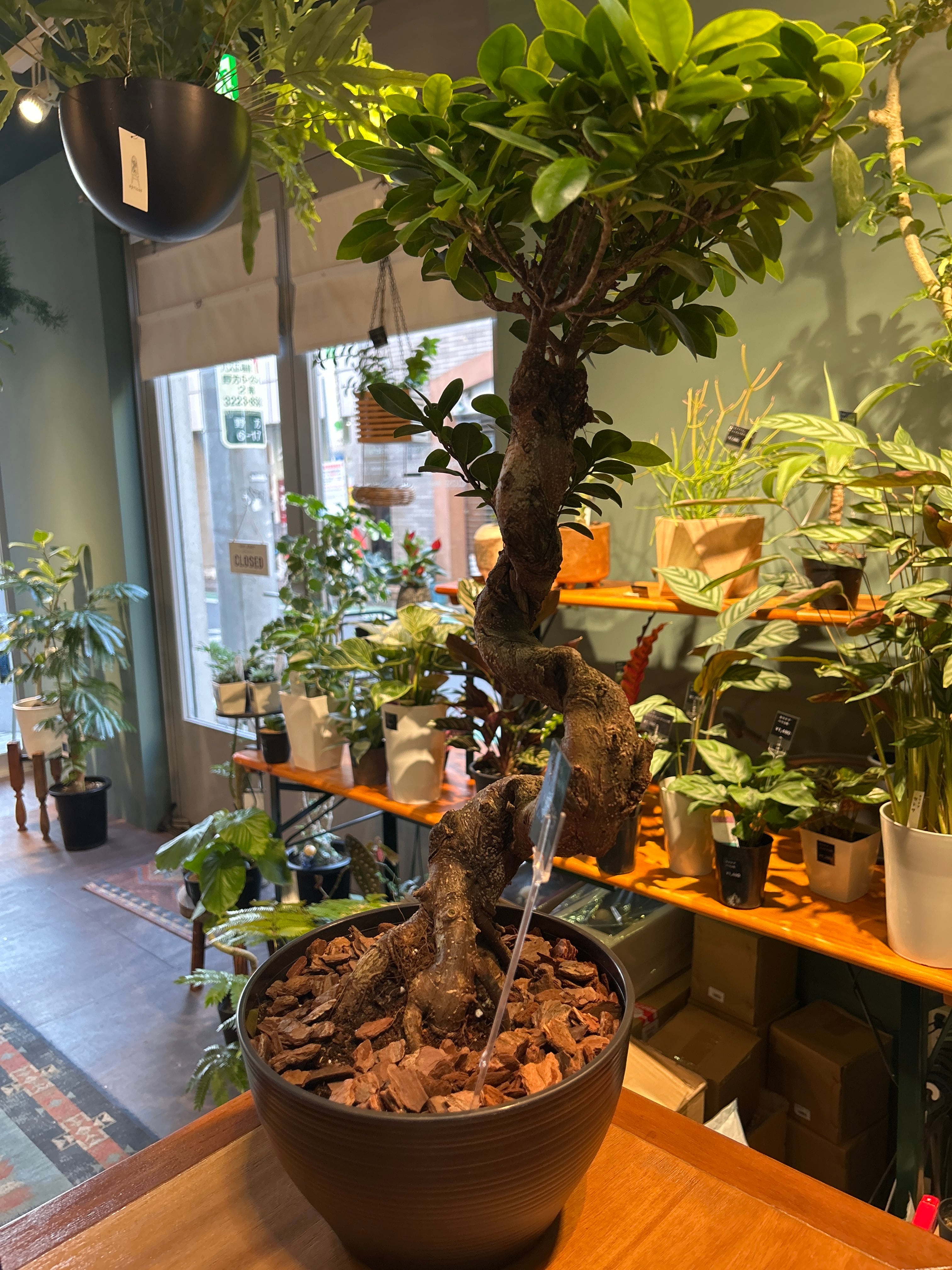 ☆ ガジュマル♪ 沖縄産原木◦太幹ねじり 80cm ⑦号♪ ガジュマル ねじり8号 | 植物との暮らし apricot