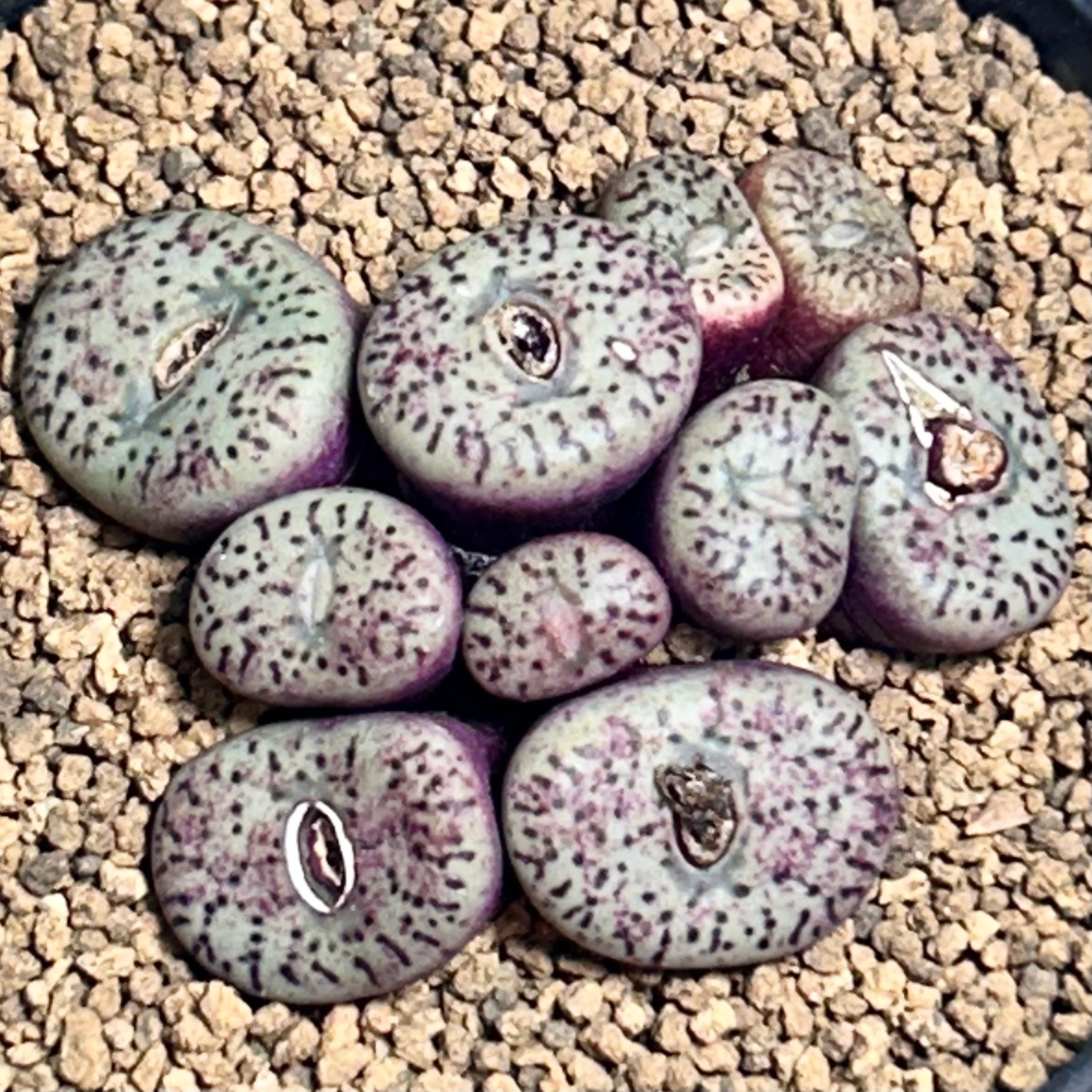 ブロンズメタル錦 アエオニウム | RuPo 多肉植物専門店