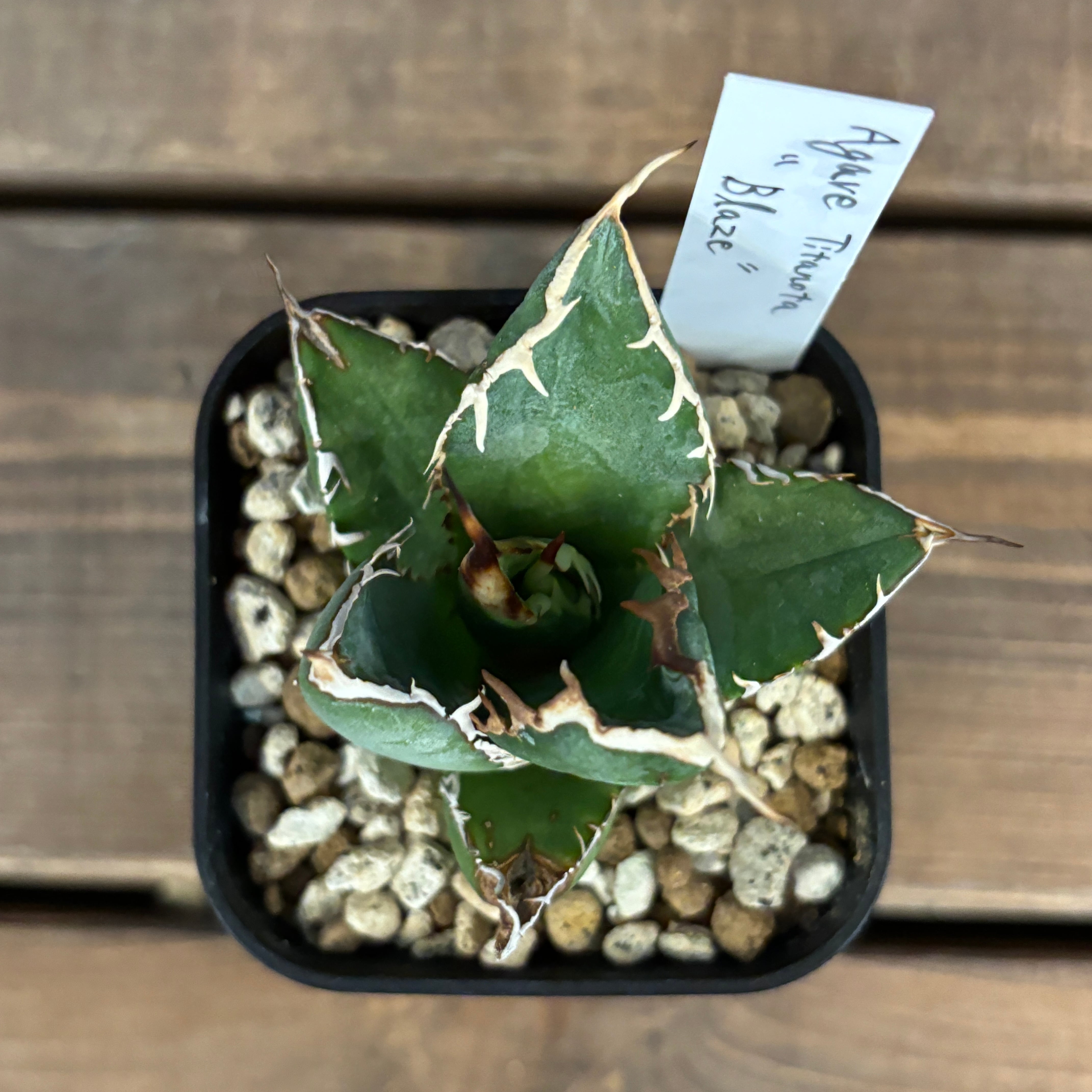 イラン株【REZA産】①長棘　根付き　大きめ　アガベ　ネアンデルタール　天芽 イラン株【REZA産】①長棘 根付き 大きめ アガベ ネアンデルタール 天芽