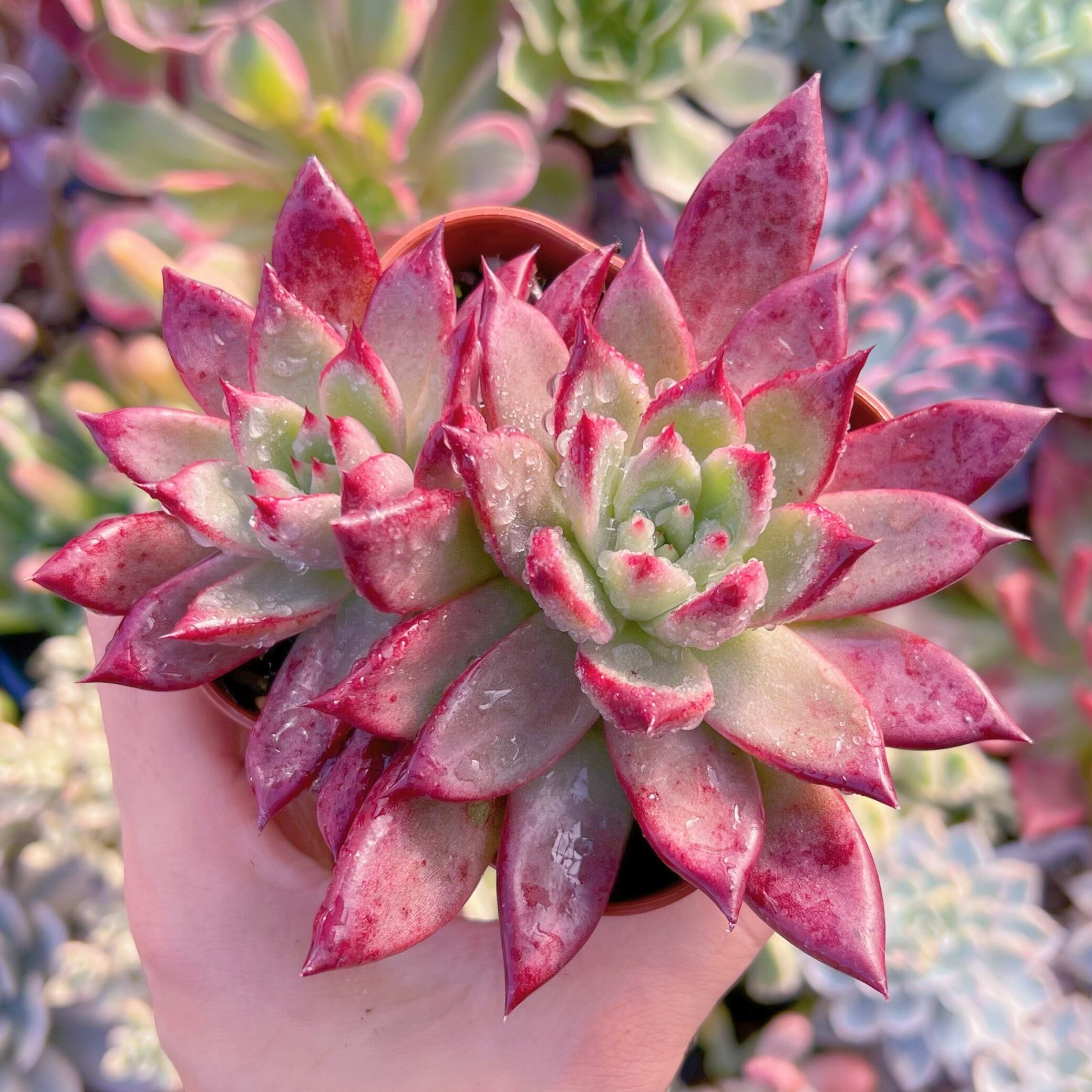 現品　プラトニック#767    古株   るる農園