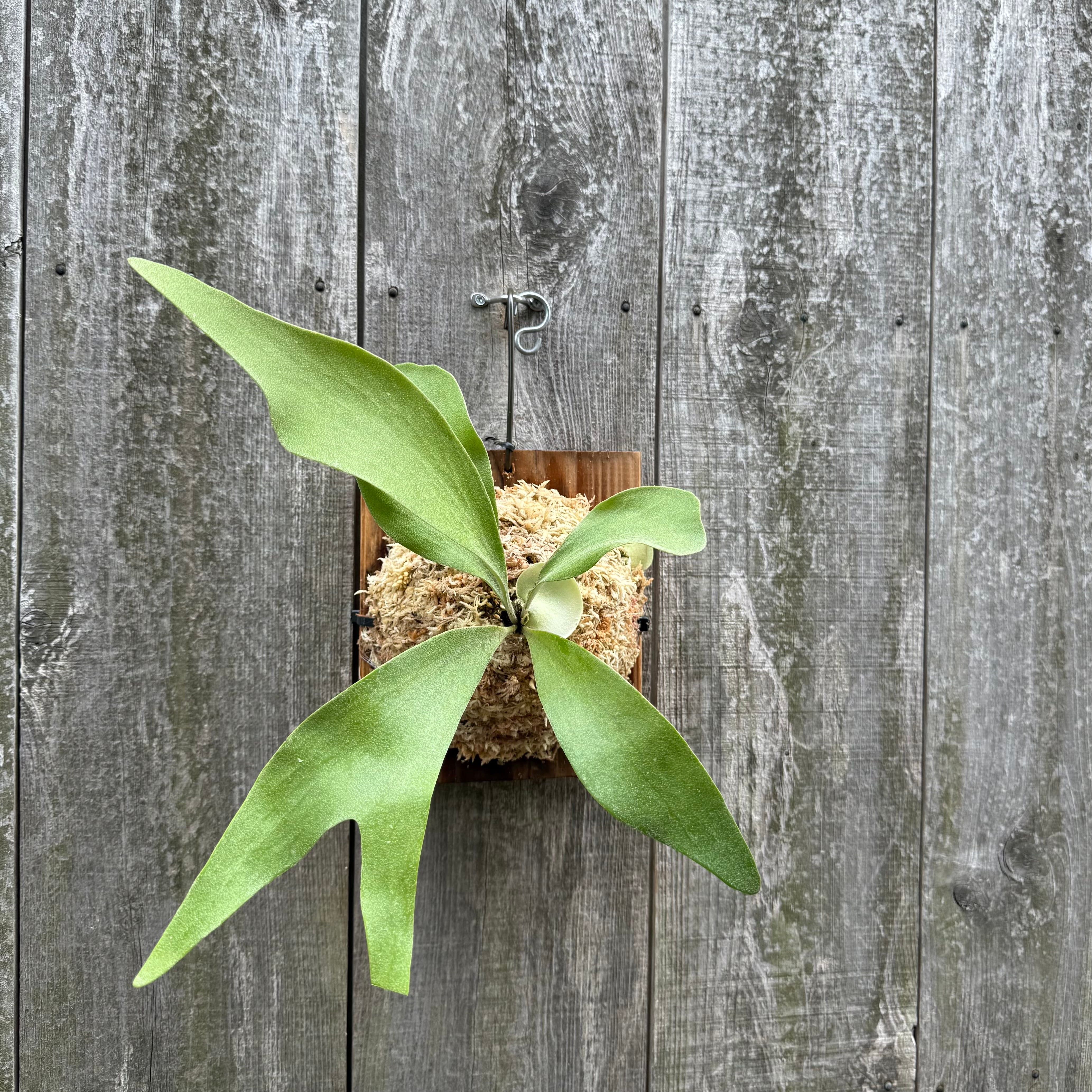 P. Little Finger (pup) | naturefix