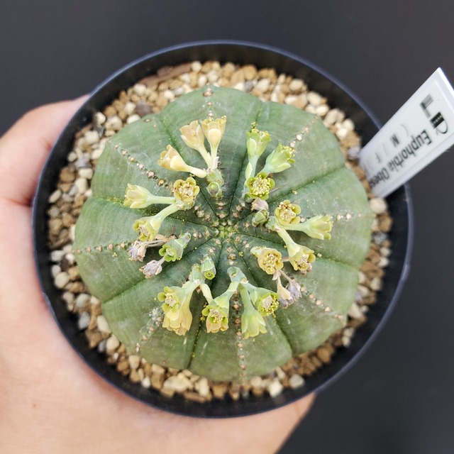 【ハイブリッド美株】雄 65mm Euphorbia Obesa ユーフォルビア オベサ 木質化