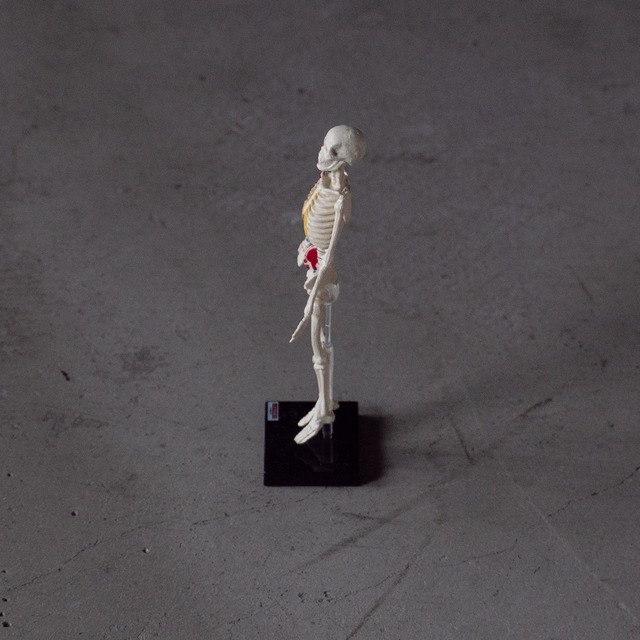 "KYOTO KAGAKU" used Human body mini model