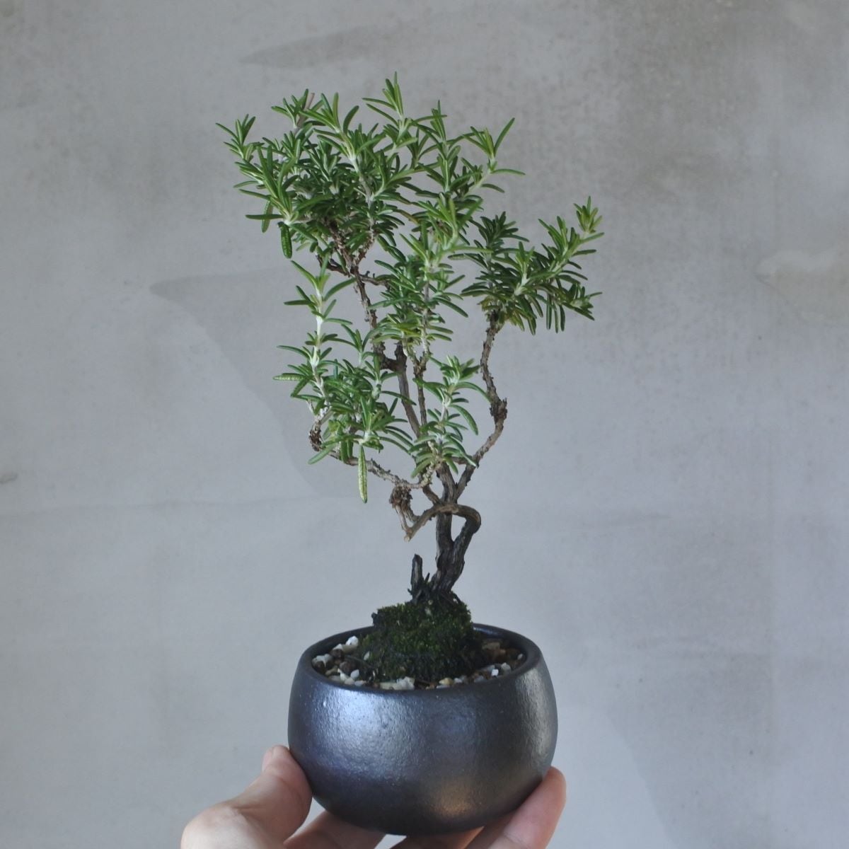 ハーブ盆栽】ローズマリー 匍匐性 <R23> | BONSAI 鉄と山 | Garden Times