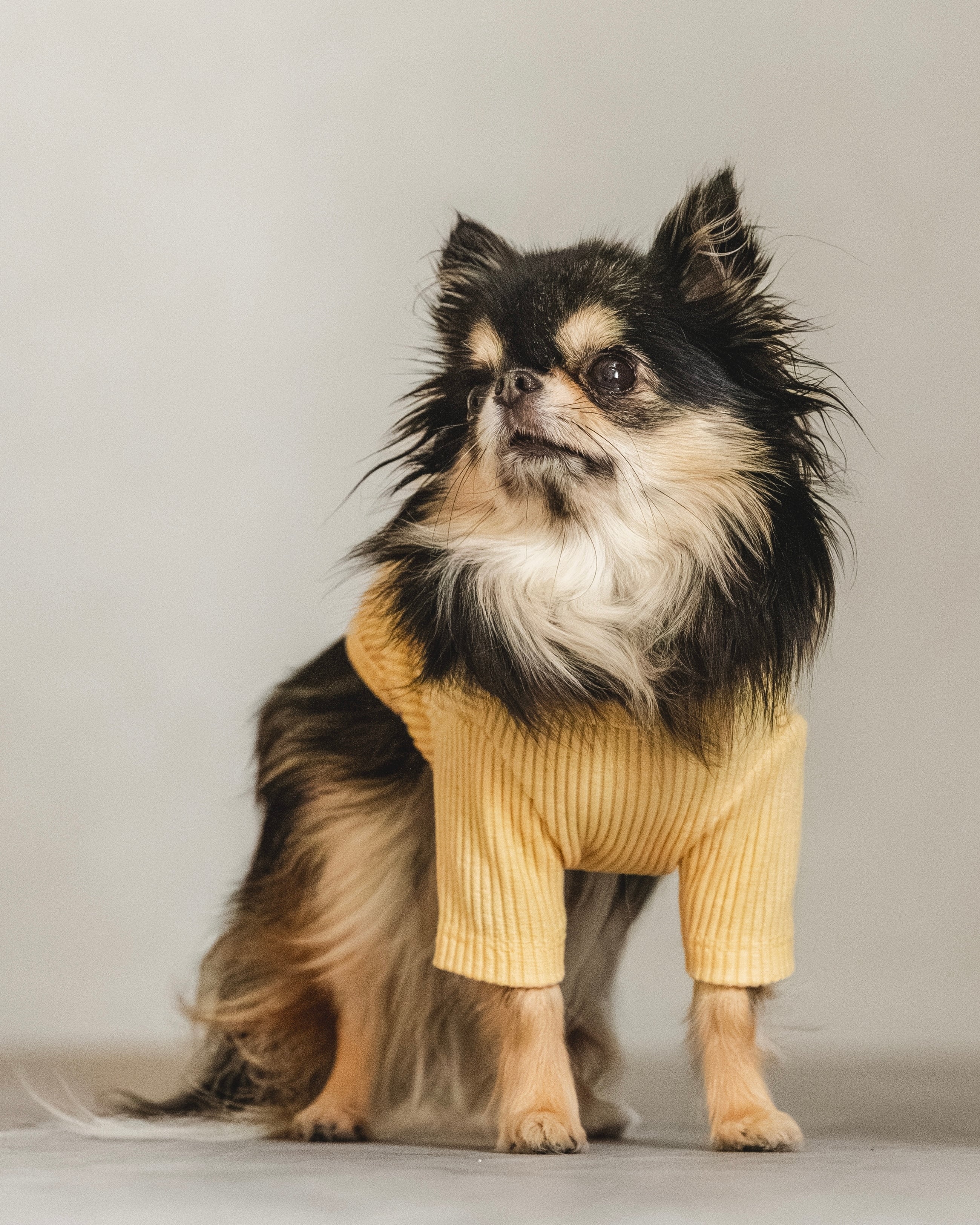 Luxury Warm リブ(イエロー)