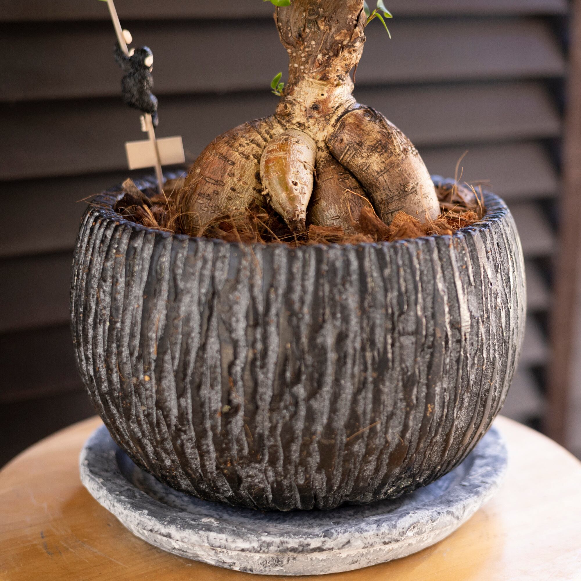 ❇︎パンダガジュマル☺︎7号プラ鉢付き❇︎ パンダガジュマル 7号 陶器鉢 観葉植物 ガジュマルの木 観葉植物