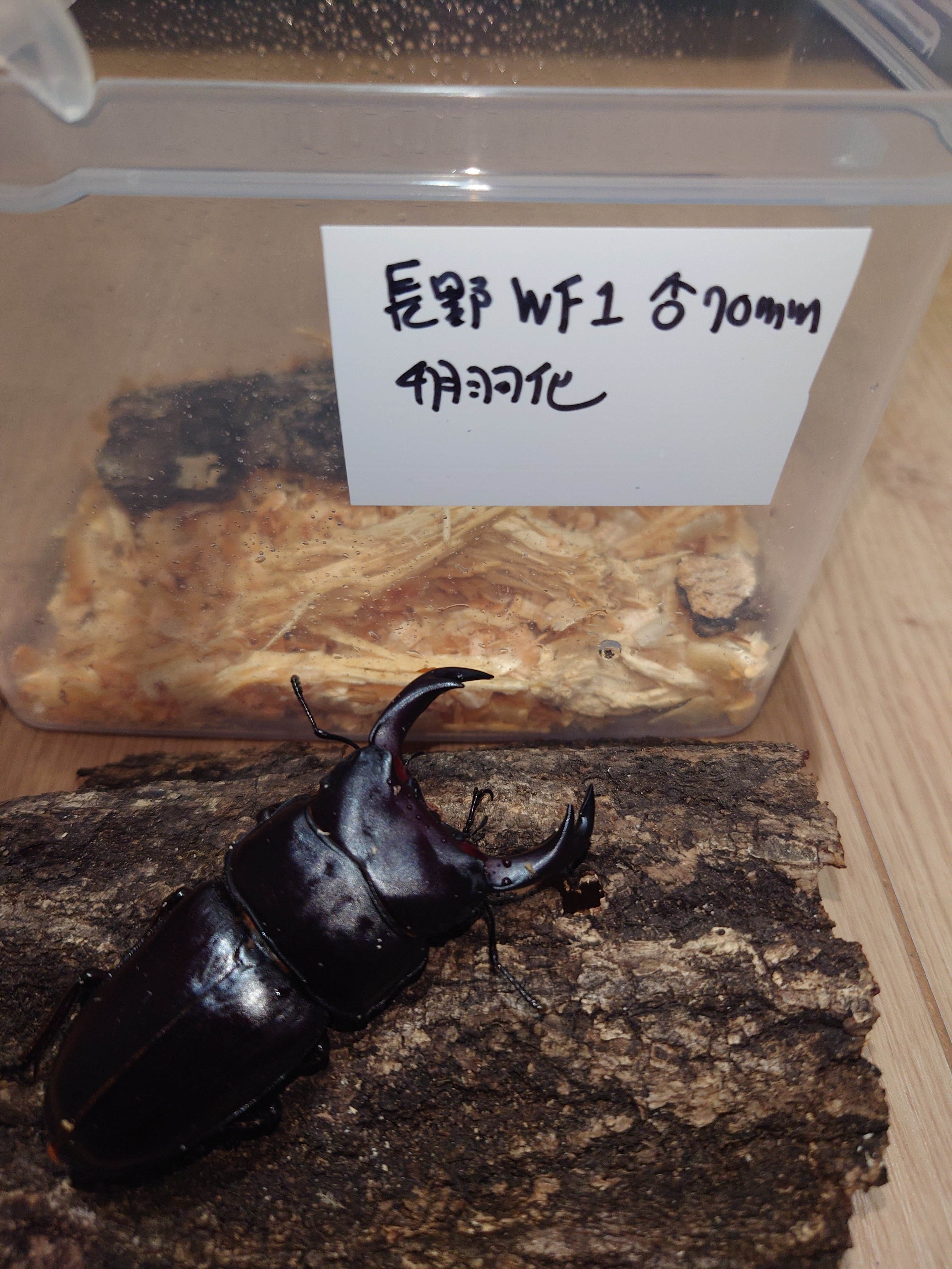 オオクワライフ
