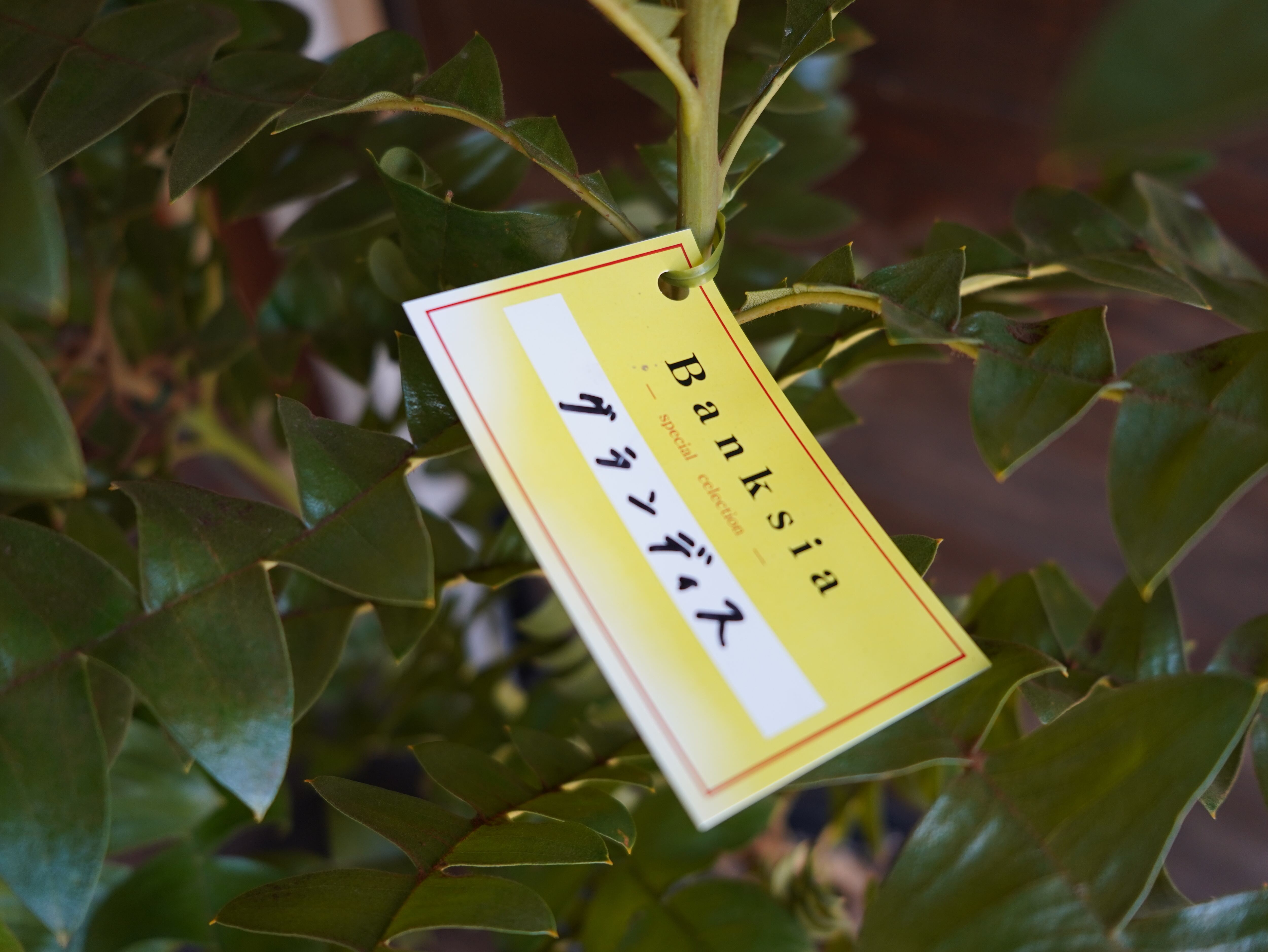 【現物】バンクシア　”グランディス”　８号　A