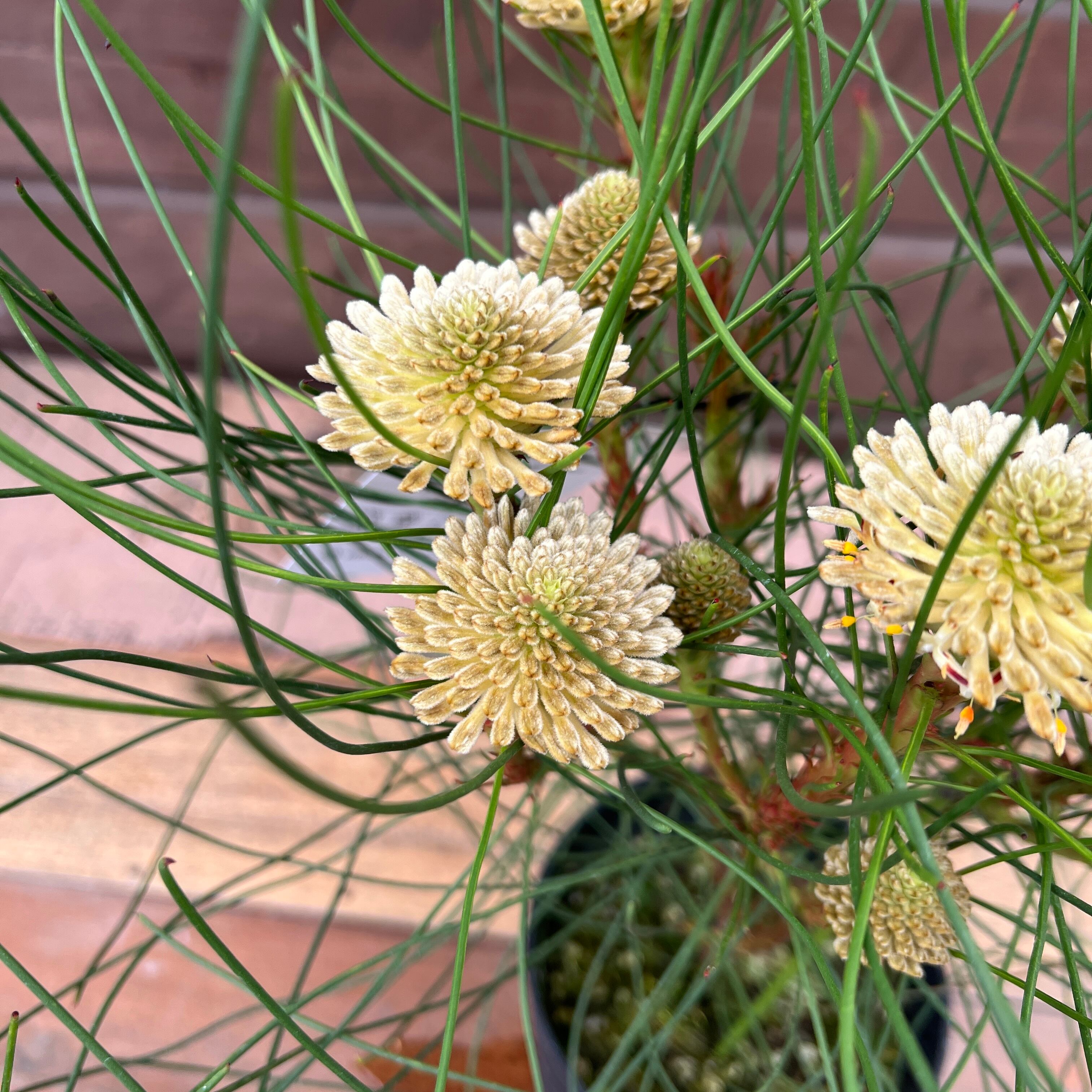 ペトロフィル エリシフォリア① | 沼ノ上農園