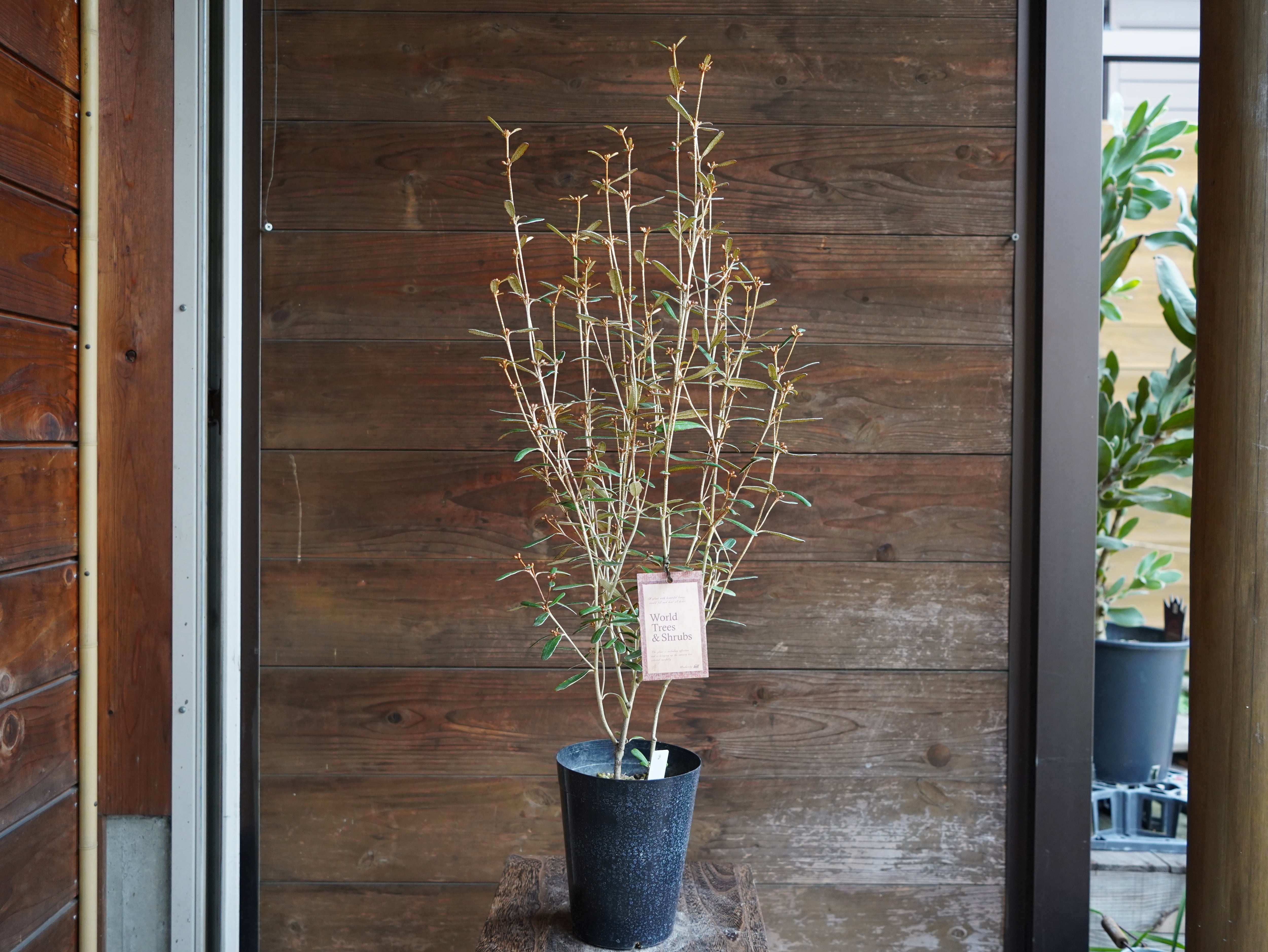 【現物】フェバリウム　B