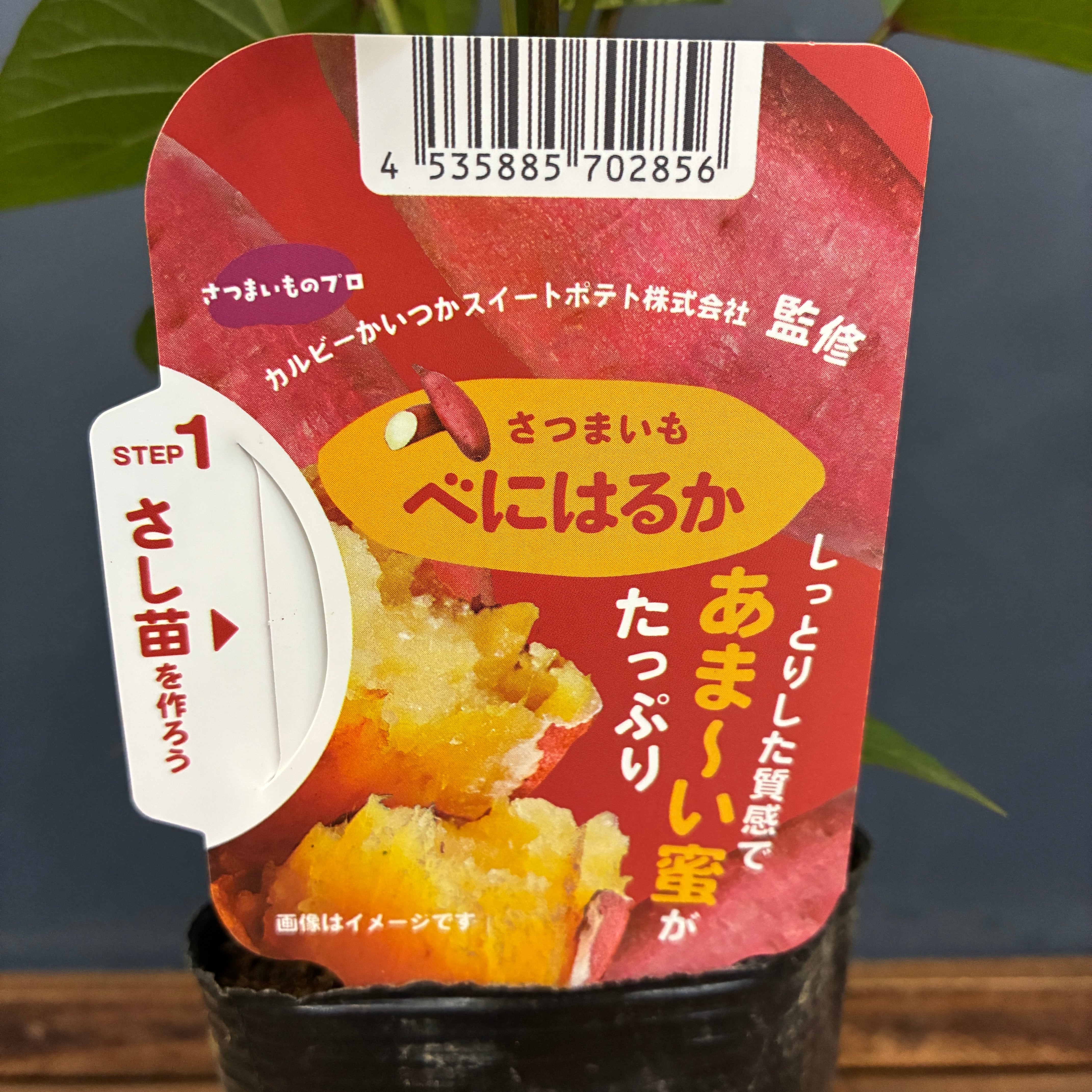 さつまいも べにはるか | PROTOLEAF プロトリーフ