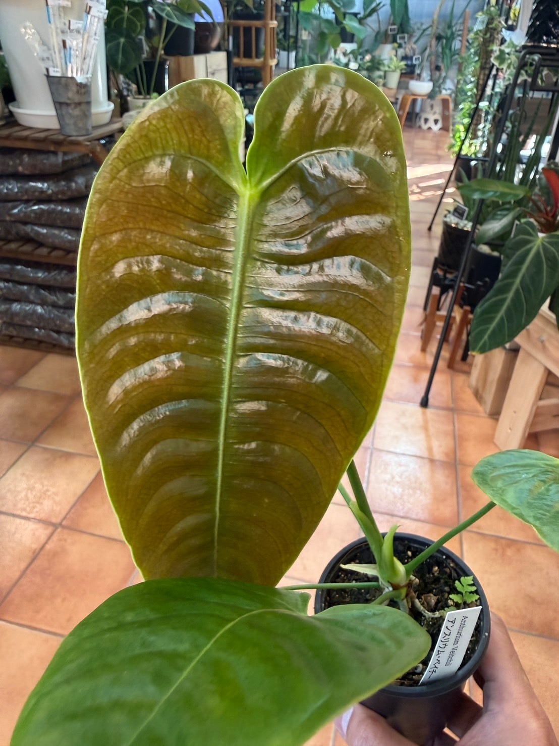 アンスリウム・ワロクアナム ④ 2.5号 希少 | 観葉植物と雑貨のお店