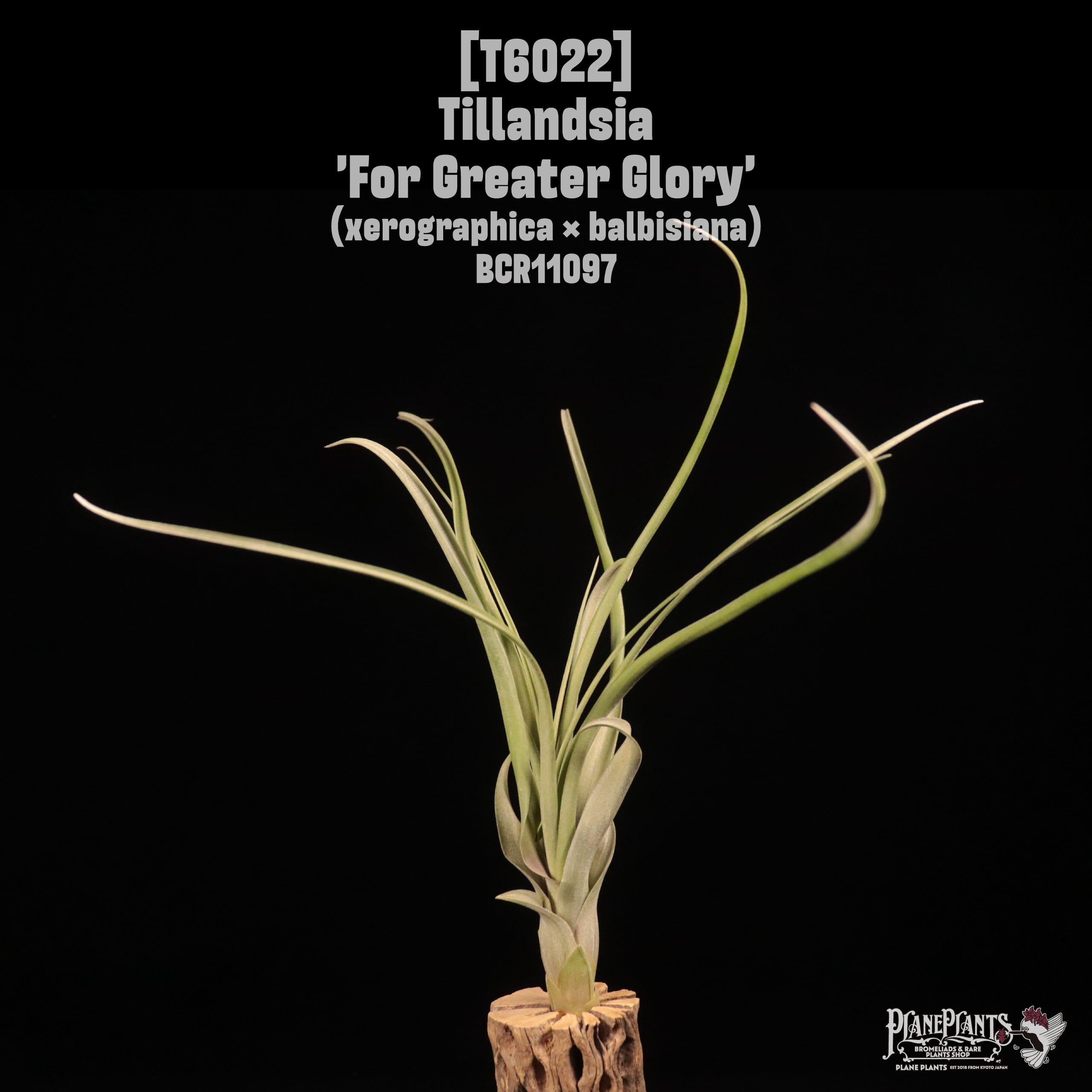 Tillandsia 'For Greater Glory'〔ティランジア〕T6022
