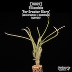 Tillandsia 'For Greater Glory'〔ティランジア〕T6022