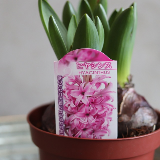 ヒヤシンス　ピンク　３球　球根　水耕栽培　室内でも育つ