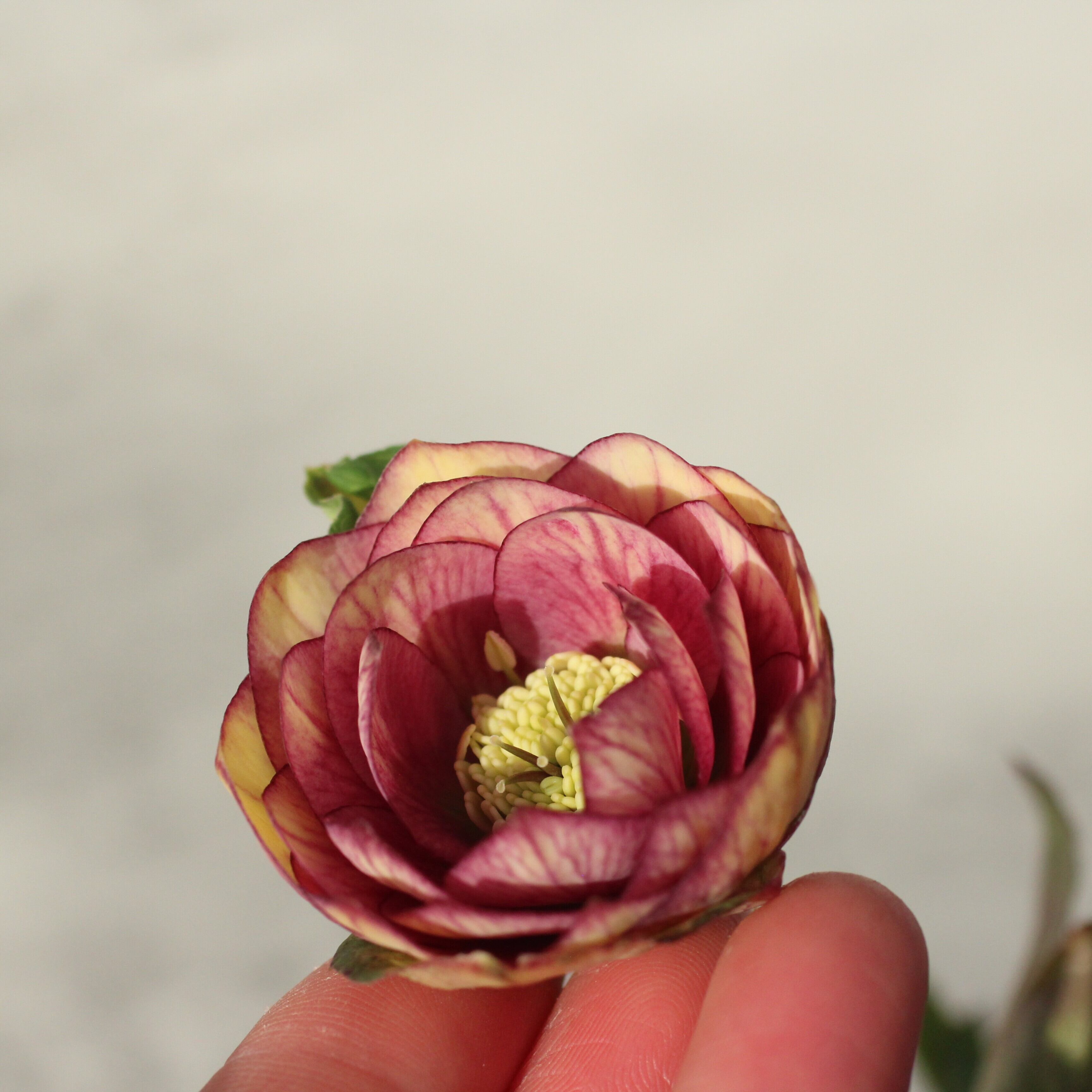 WS26-082 クリスマスローズ ウィンターシンフォニー イエロークレオン