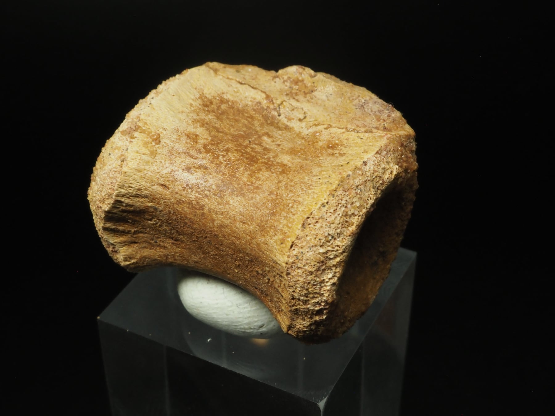 ラプターの椎骨【Unidentified Raptor】モロッコ王国産/化石/恐竜/骨