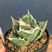 アガベ チタノタ 南アフリカダイヤモンド(SAD)【247】