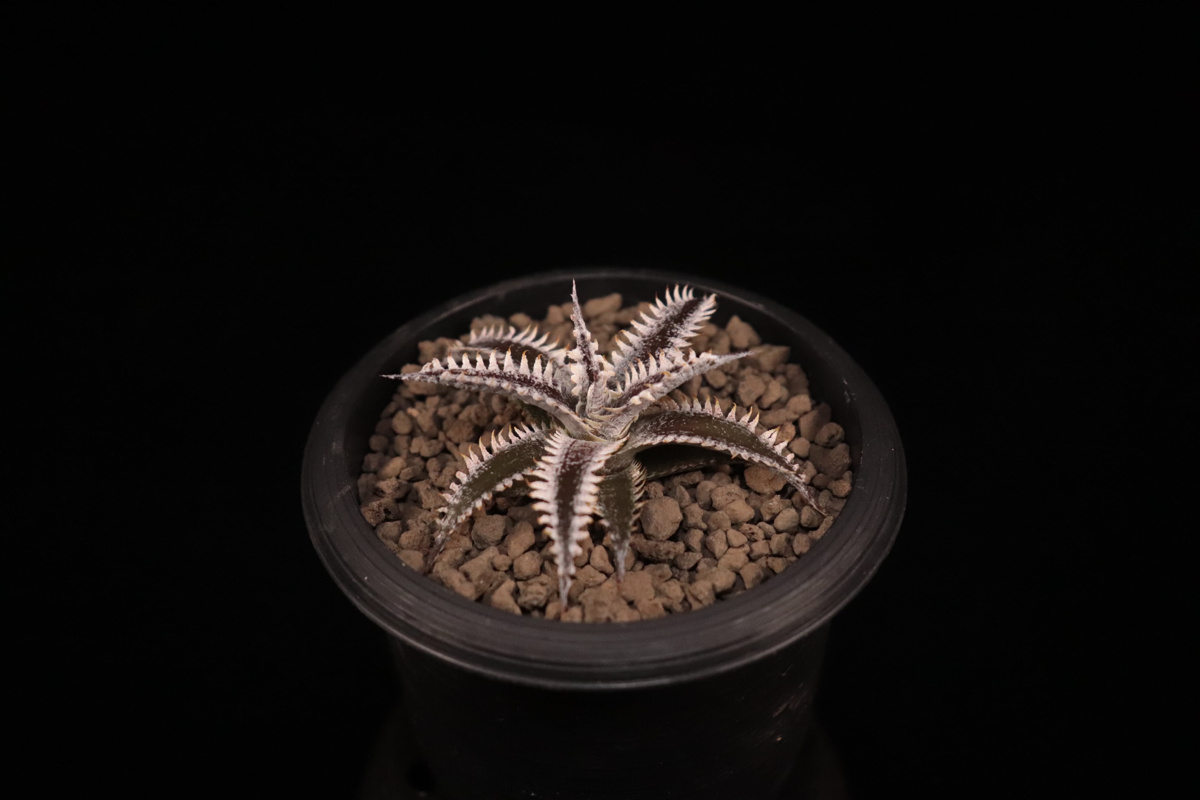 送料無料】Dyckia 'Big Brother' × 'Nemesis'〔ディッキア〕現品発送