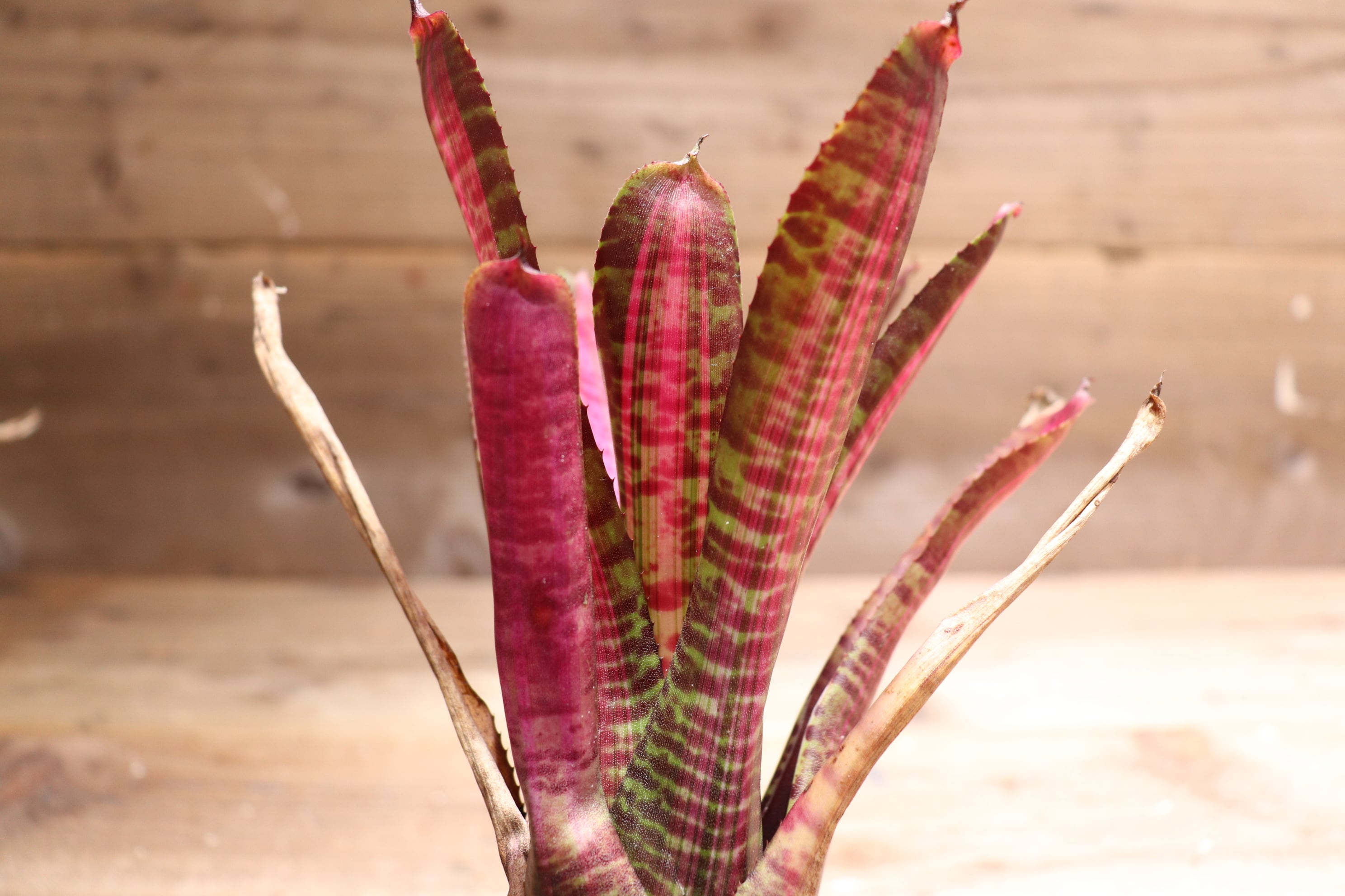 送料無料】Neoregelia 'Hot Flash'〔ネオレゲリア〕現品発送