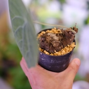 Stephania kaweesakii / ステファニア カウィーサキー㊱/ 観葉植物