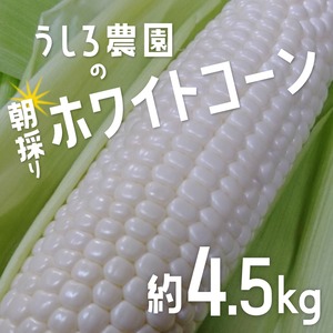 ★★予約販売★★【まるで梨のような】淡路島のホワイトコーン4.5ｋｇ