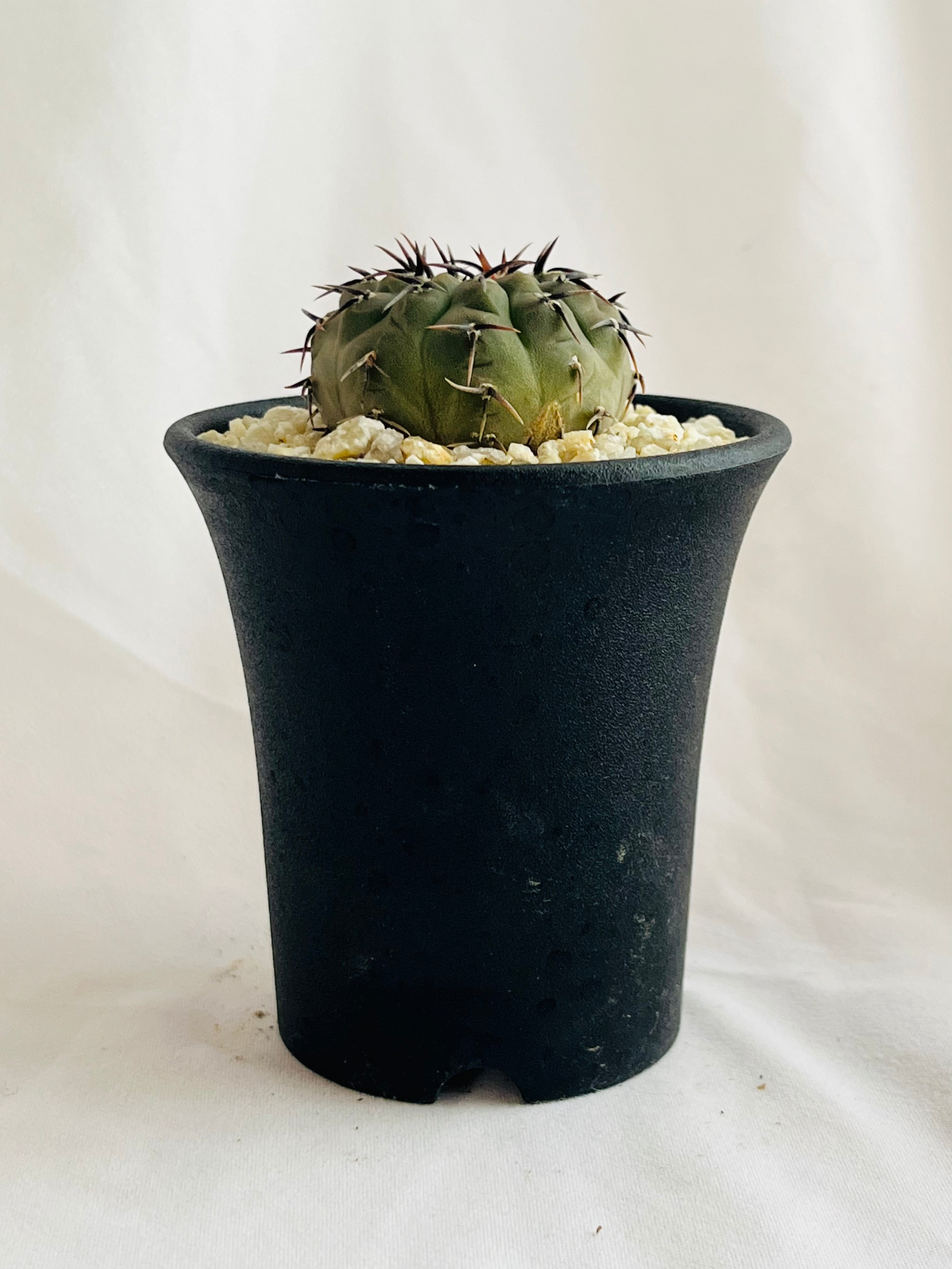 Gymnocalycium asterium ギムノカリキュウム 黒刺鳳頭 サボテン